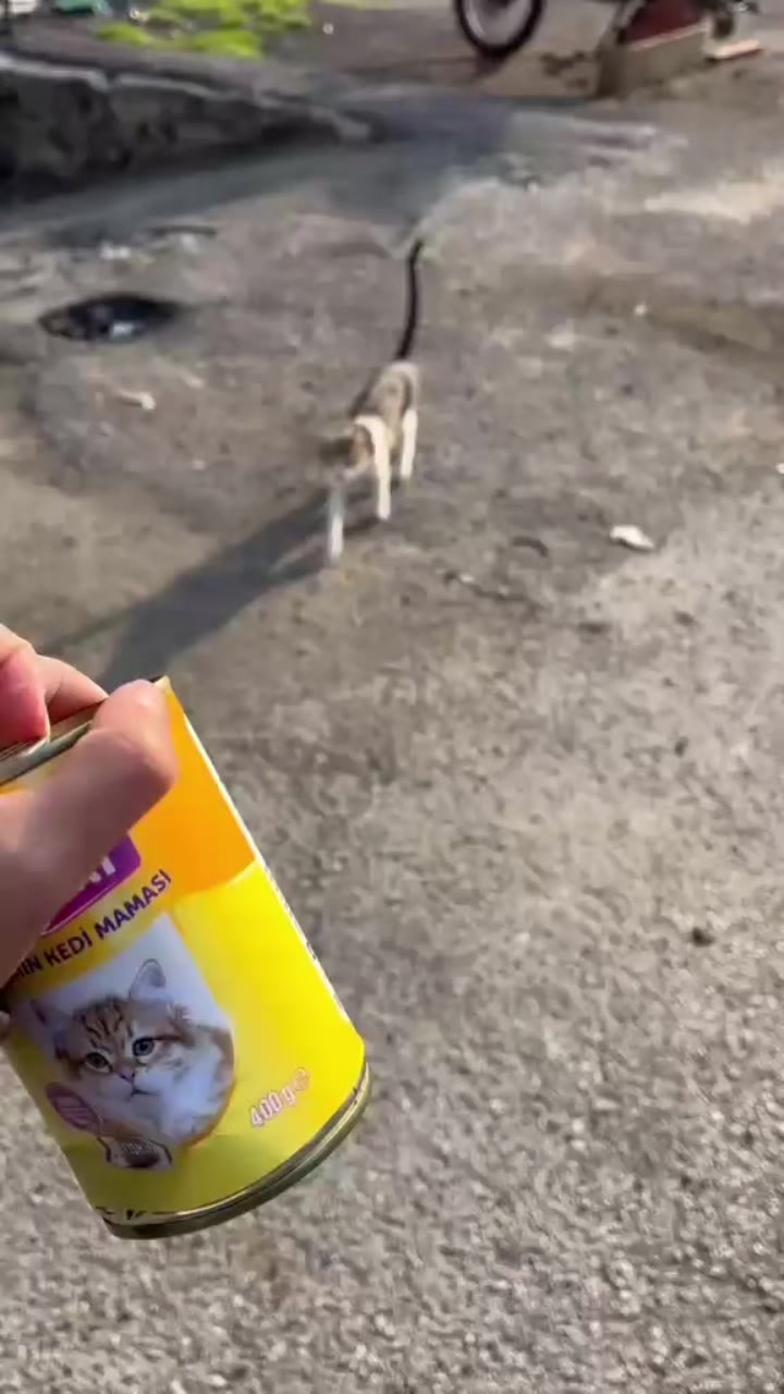 @MAVİİ🐾ALİŞŞ