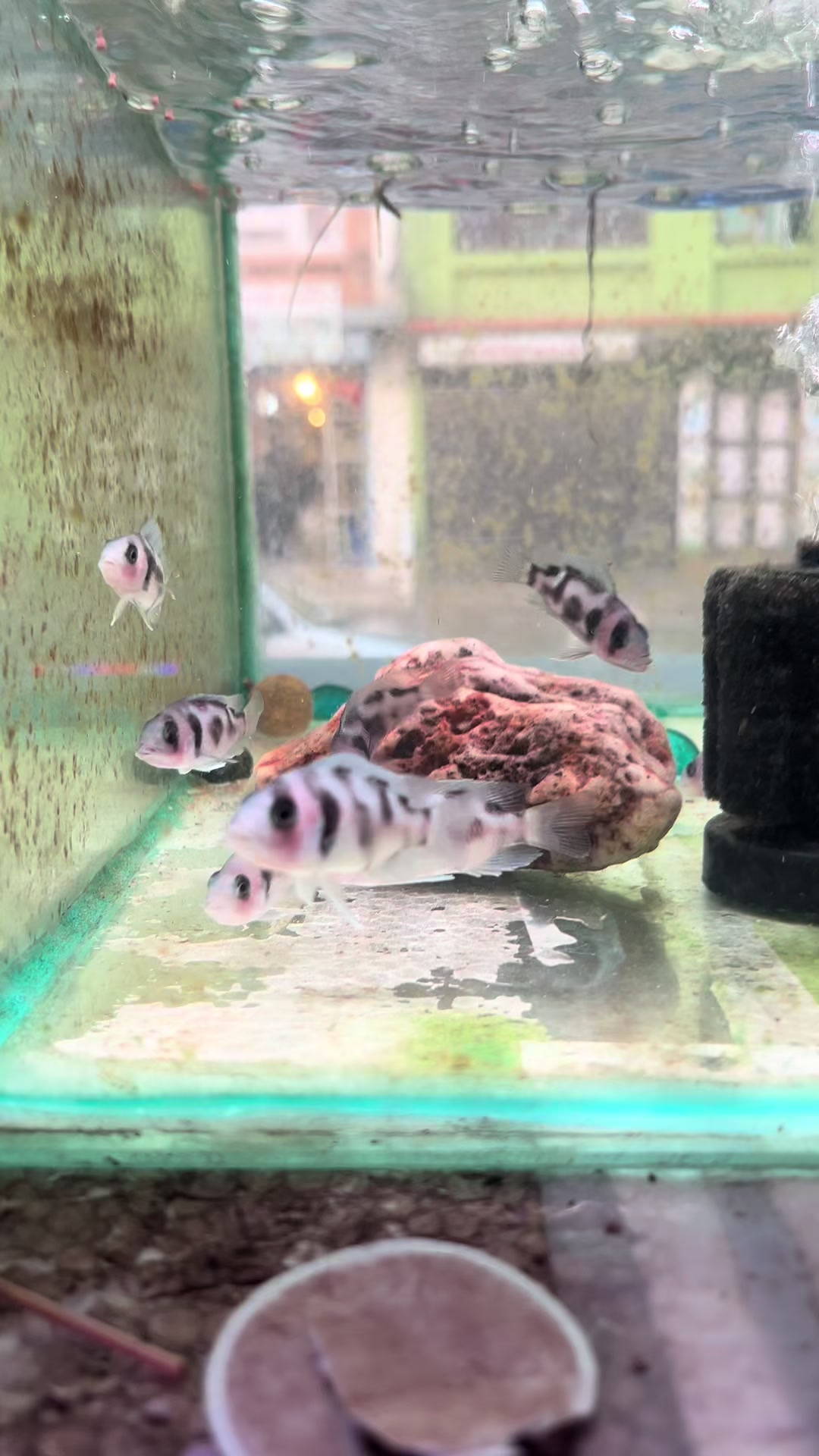 @aquadesire2🐠🐠