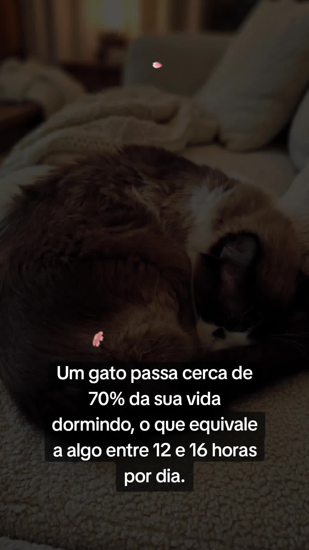 @MagdAmAnimais😾🐶🕊🐅🐍🐢🦜