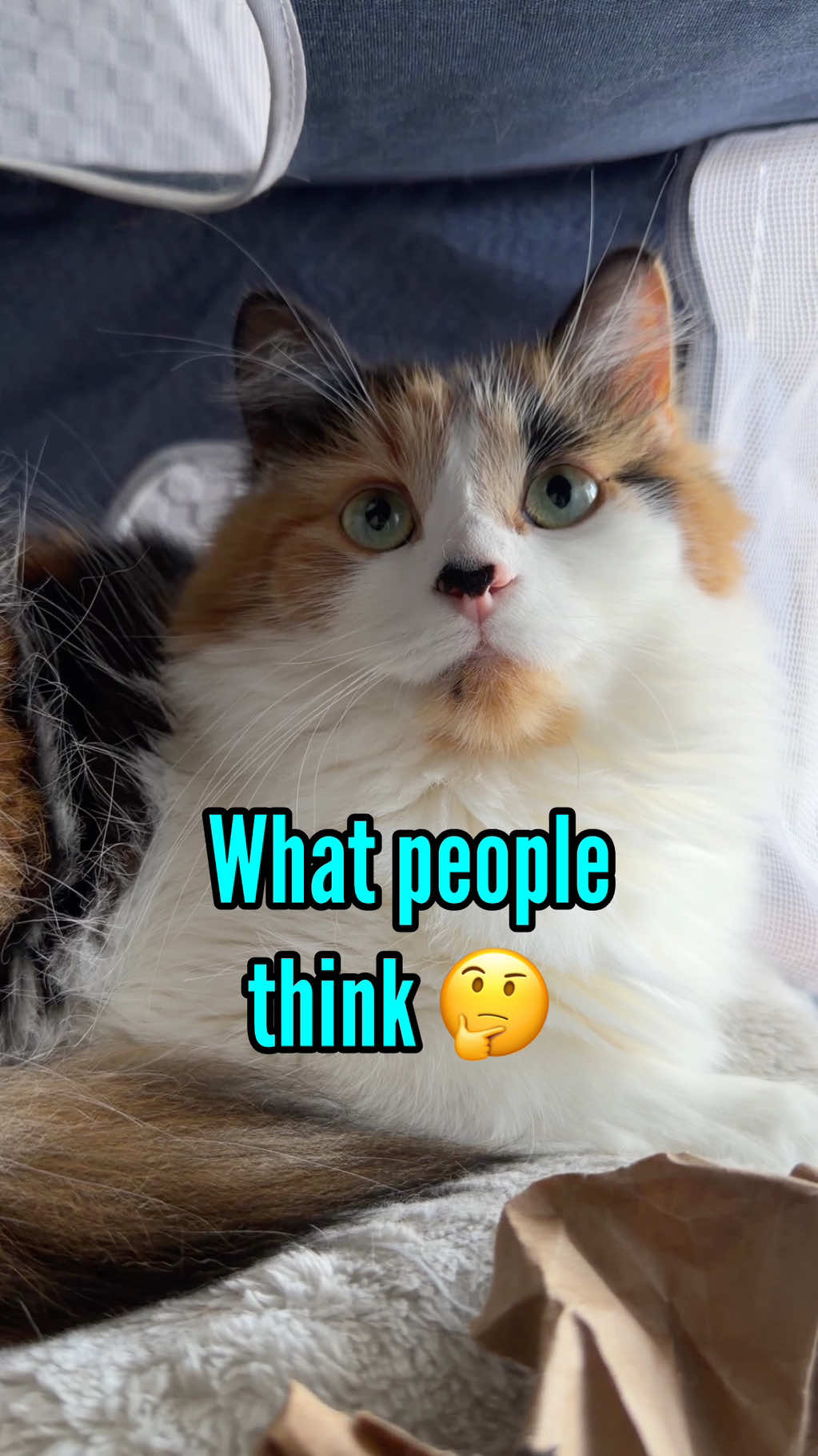 @The Oreo Cat