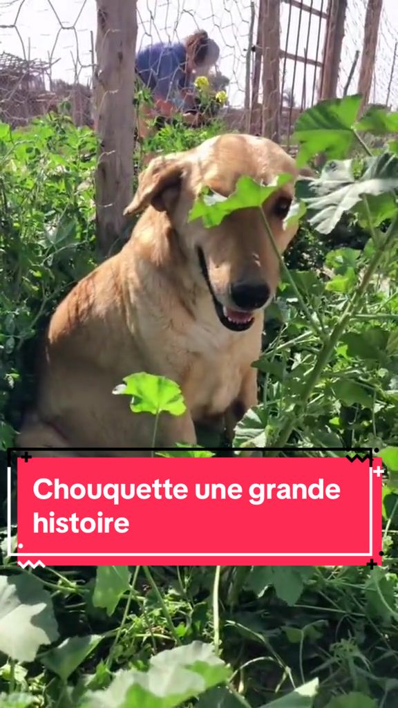 @Les&ensp;&eacute;curies&ensp;de&ensp;la&ensp;roseraie