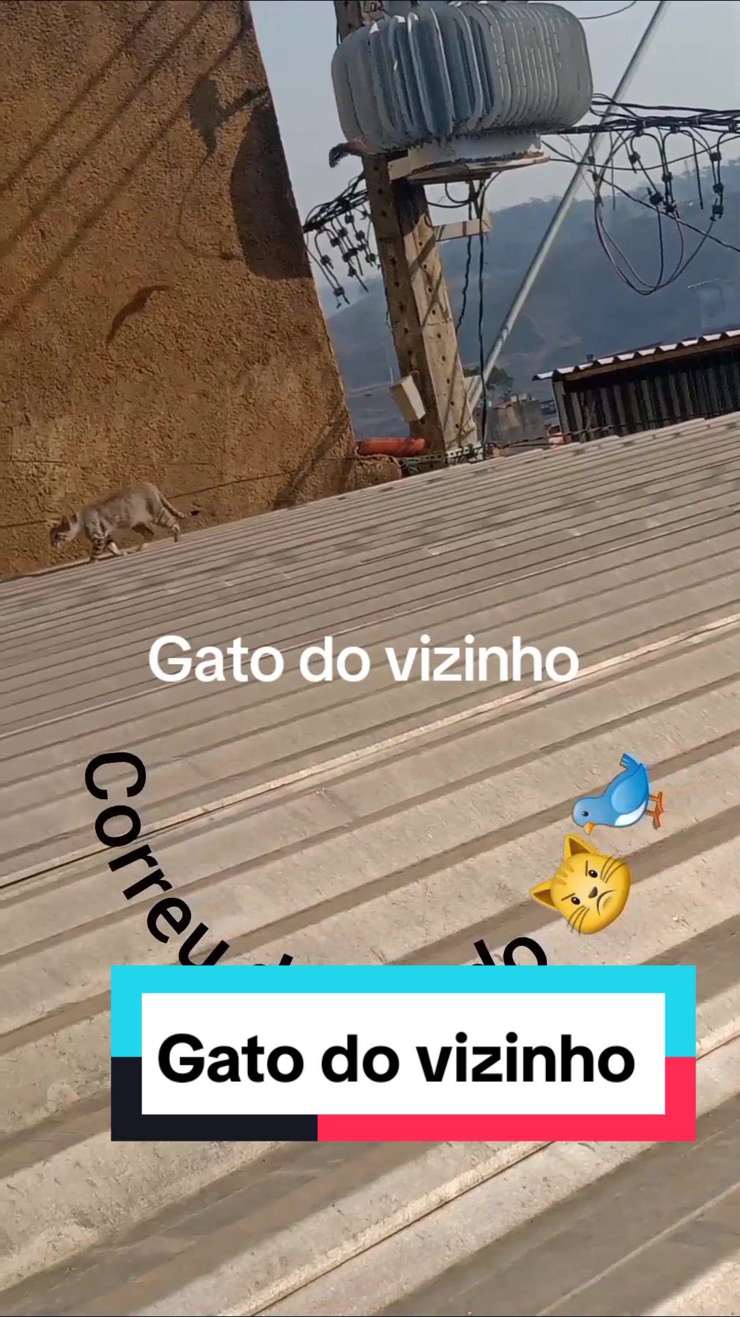 @O GATO ZEZ&Eacute;