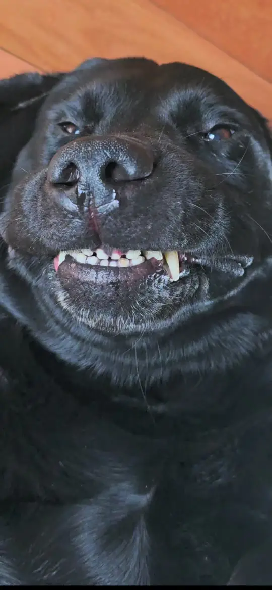 #dog #labrador #pets | It's just Amy. (@amyadelman1)