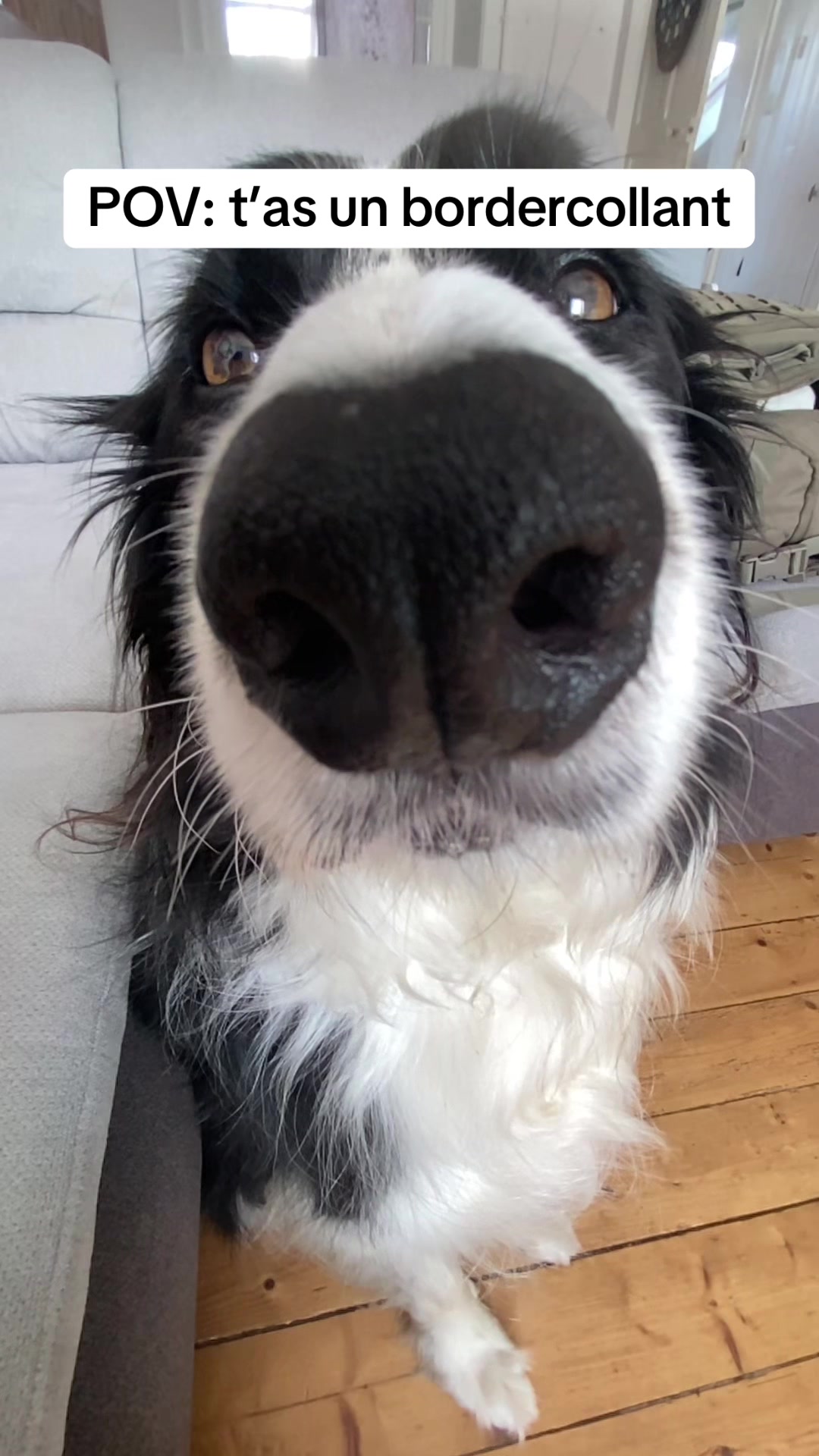 @PacoPacoPaco_le_chien