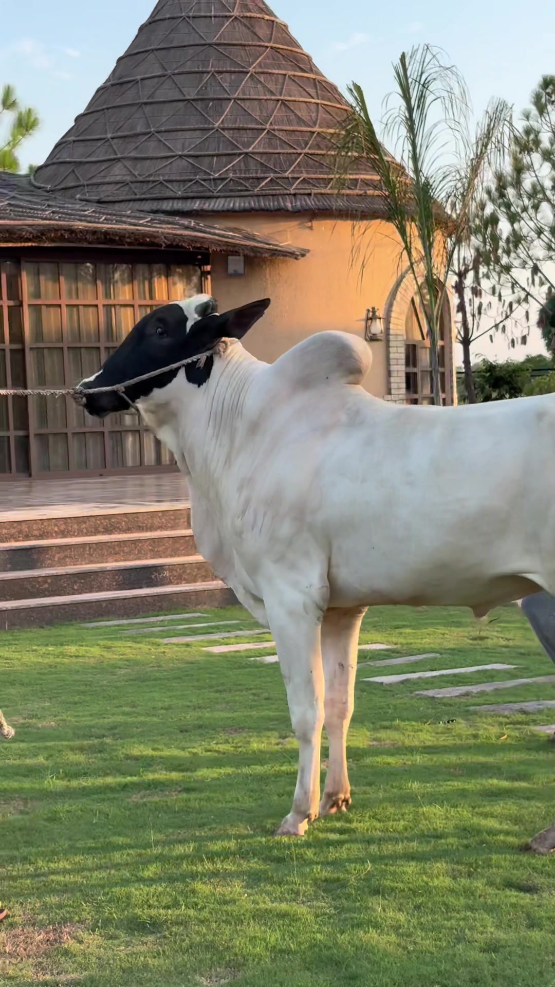 @Gulf Cattle Farm Official