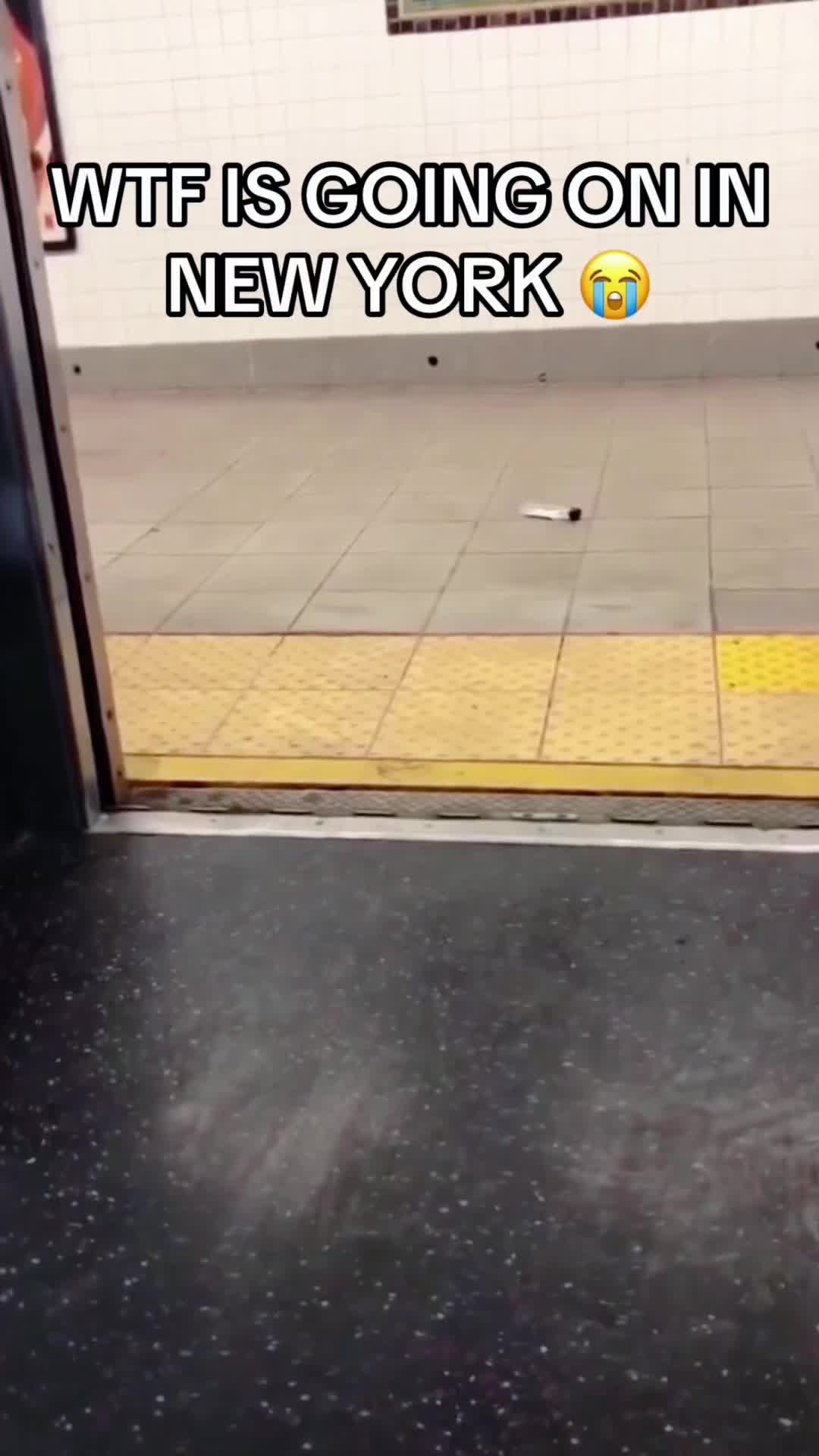 @petfunnytime6368