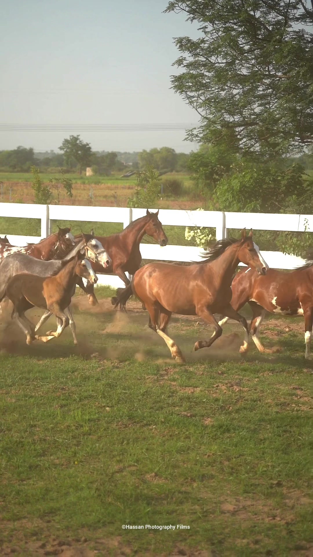 @☀️SUNRISE 🐎FARMS Rawalpindi