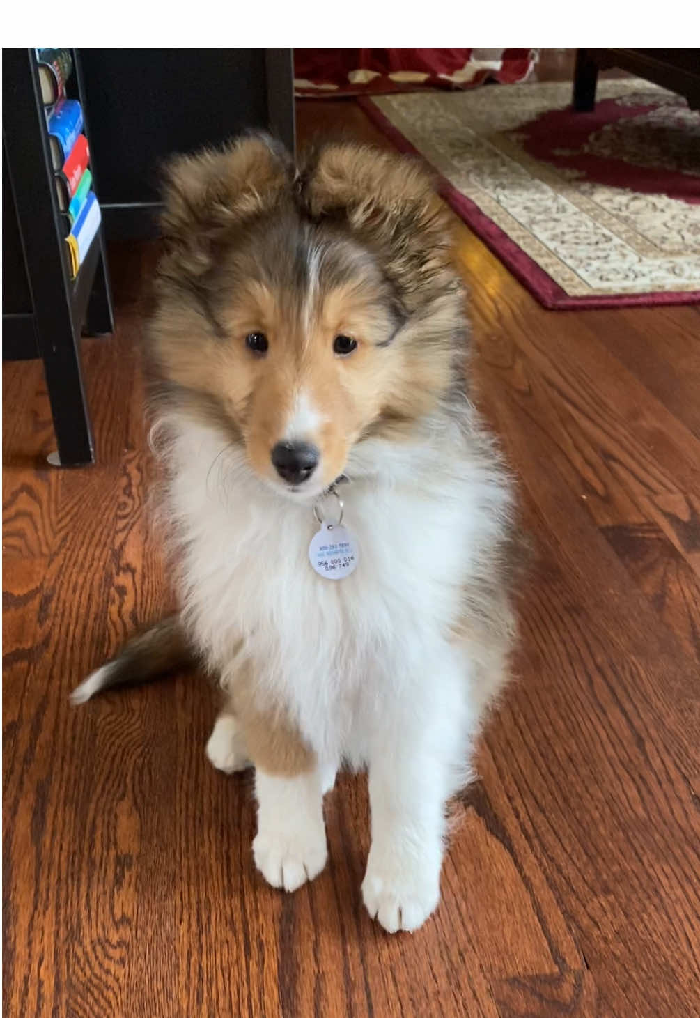 @Pepin The Sheltie