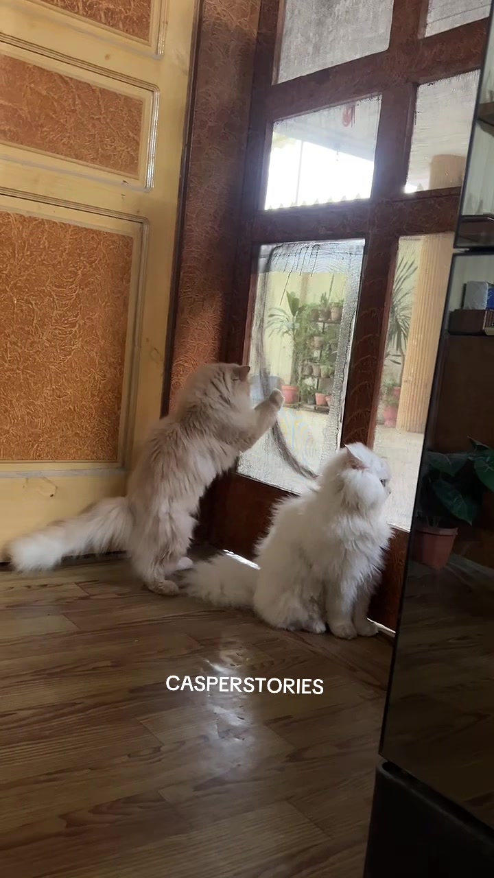 @𝑪𝒂𝒔𝒑𝒆𝒓 & 𝑴𝒊𝒏𝒏𝒊𝒆 🐾