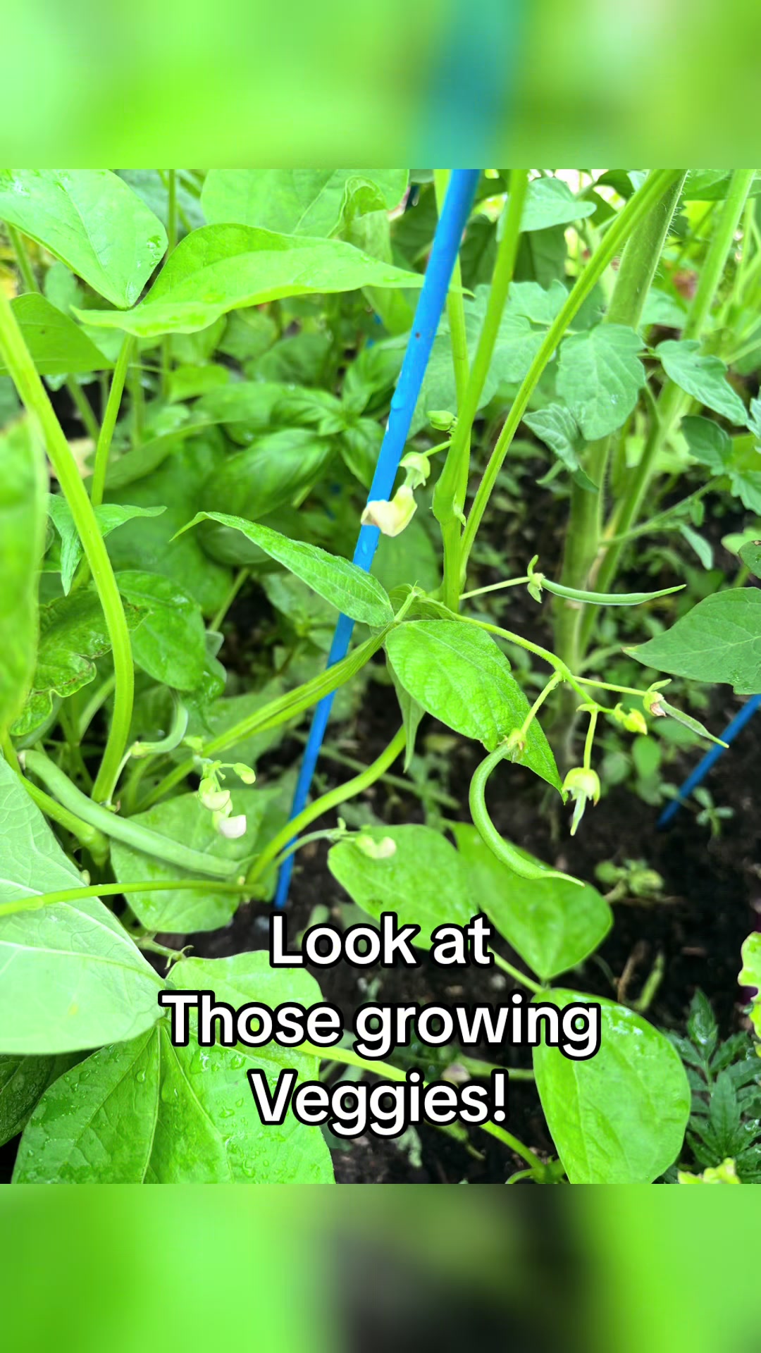 @greengirlgardens