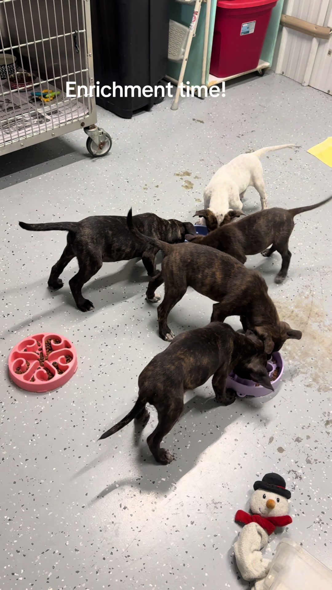 @AbandonedAnimalRescue