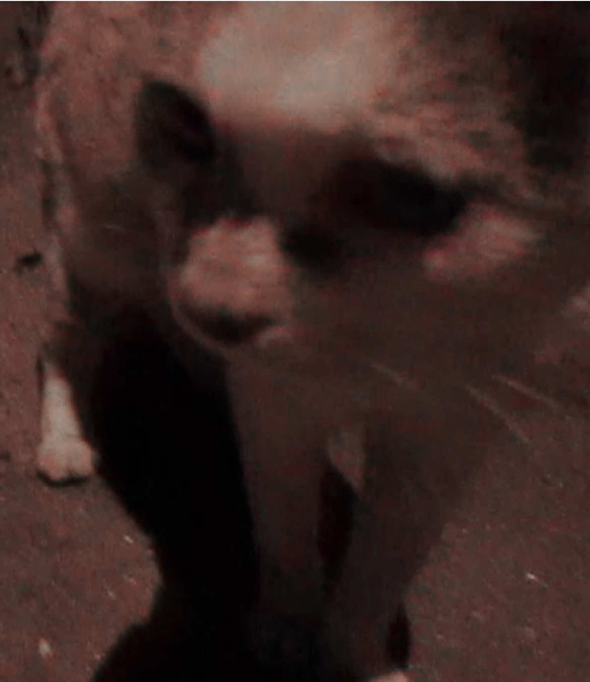 @ֶָ֢