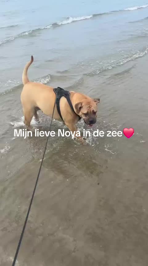 @Danielle Wilke De Souza - Wolf