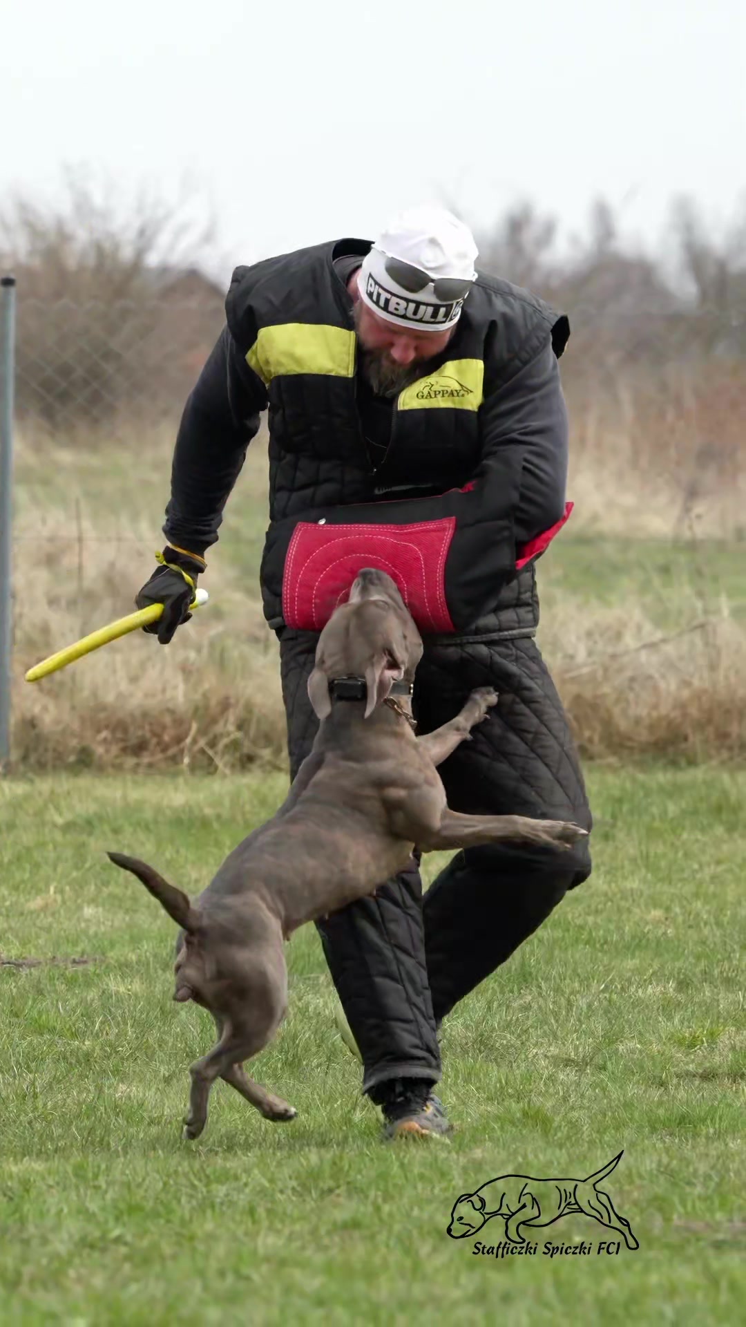 @IGP Dog Mando