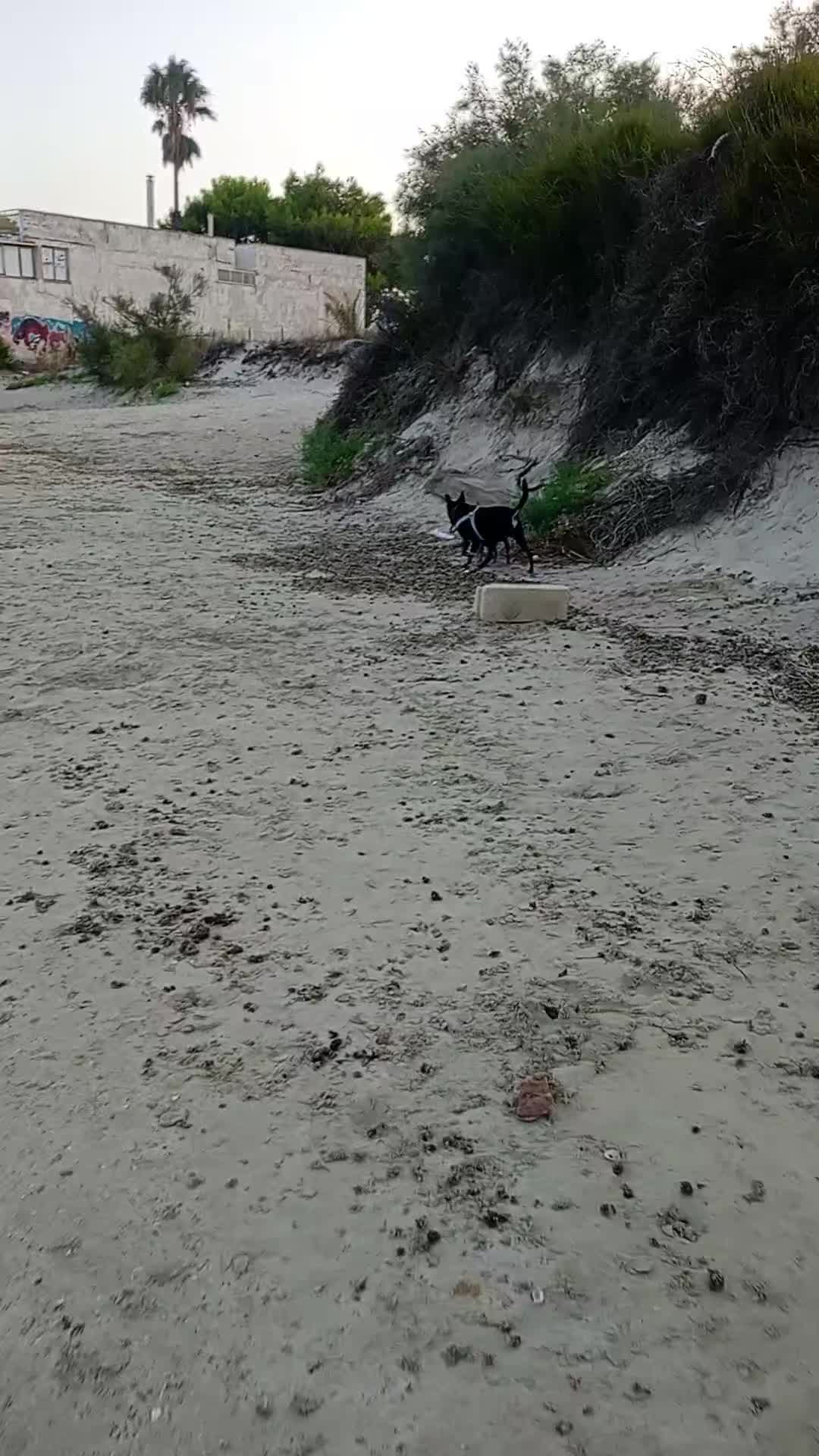 @👷🏼♂️i Muratori di TikTok 🍻