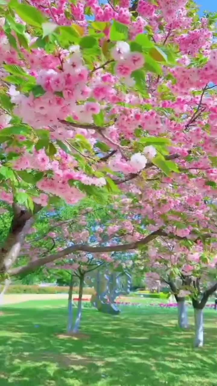 @ሳምሶን መከዳሺ 858