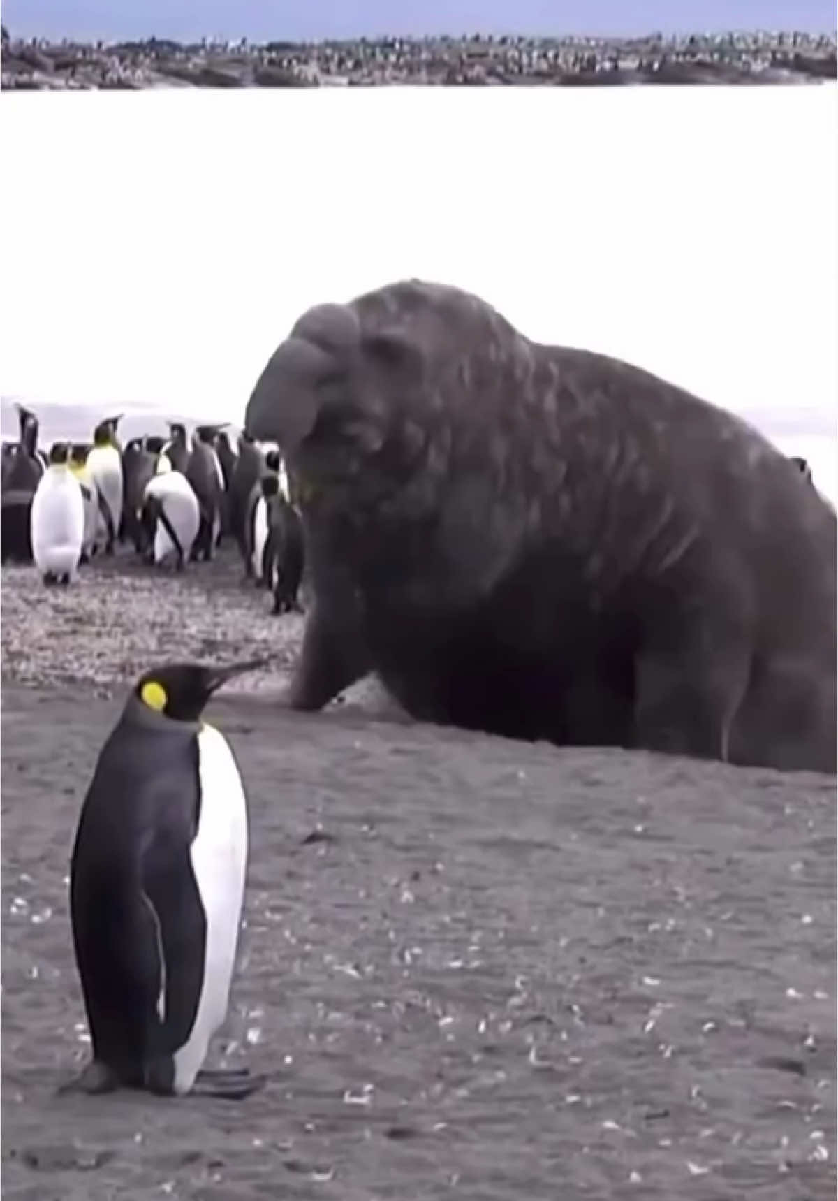 @animalsgonewildd