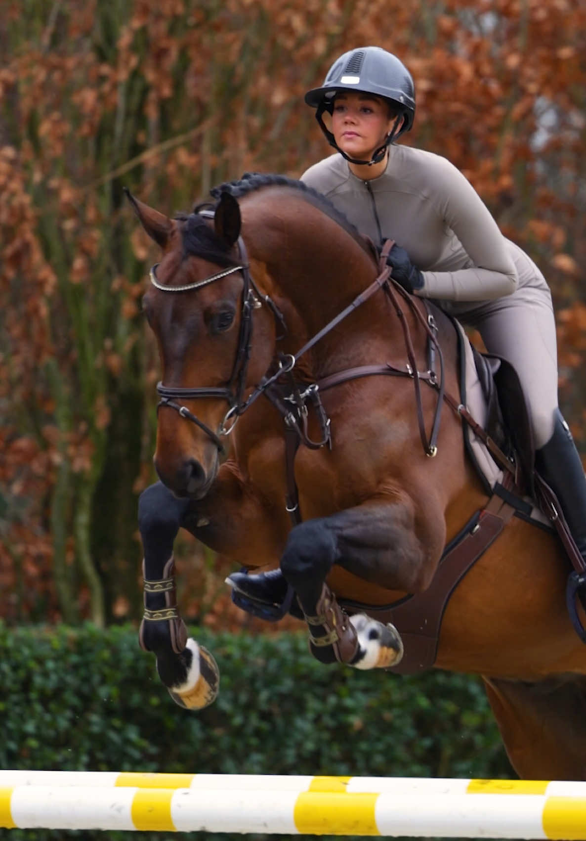 @Maximilian Equestrian