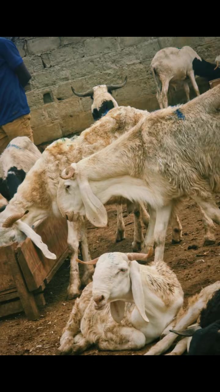 @LE BERGER☘️ÉLEVER💦🥰🇨🇮🇲🇱