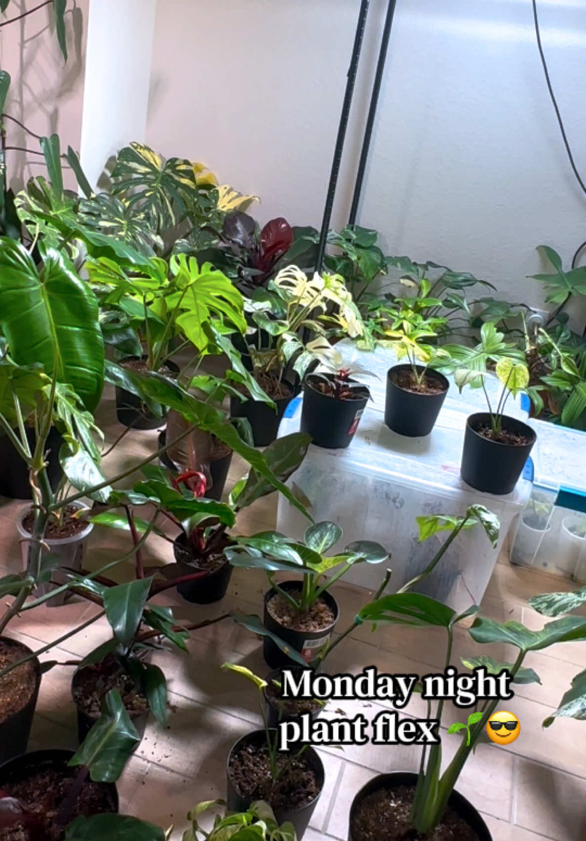 @Plants by Marco