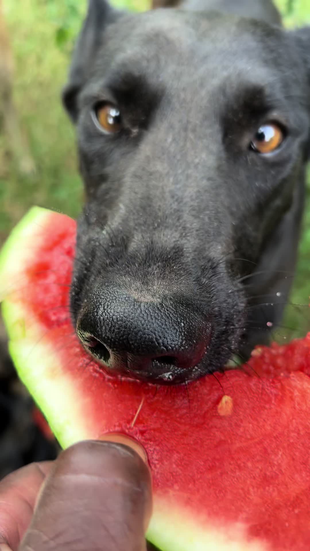 @Malinois Raptor