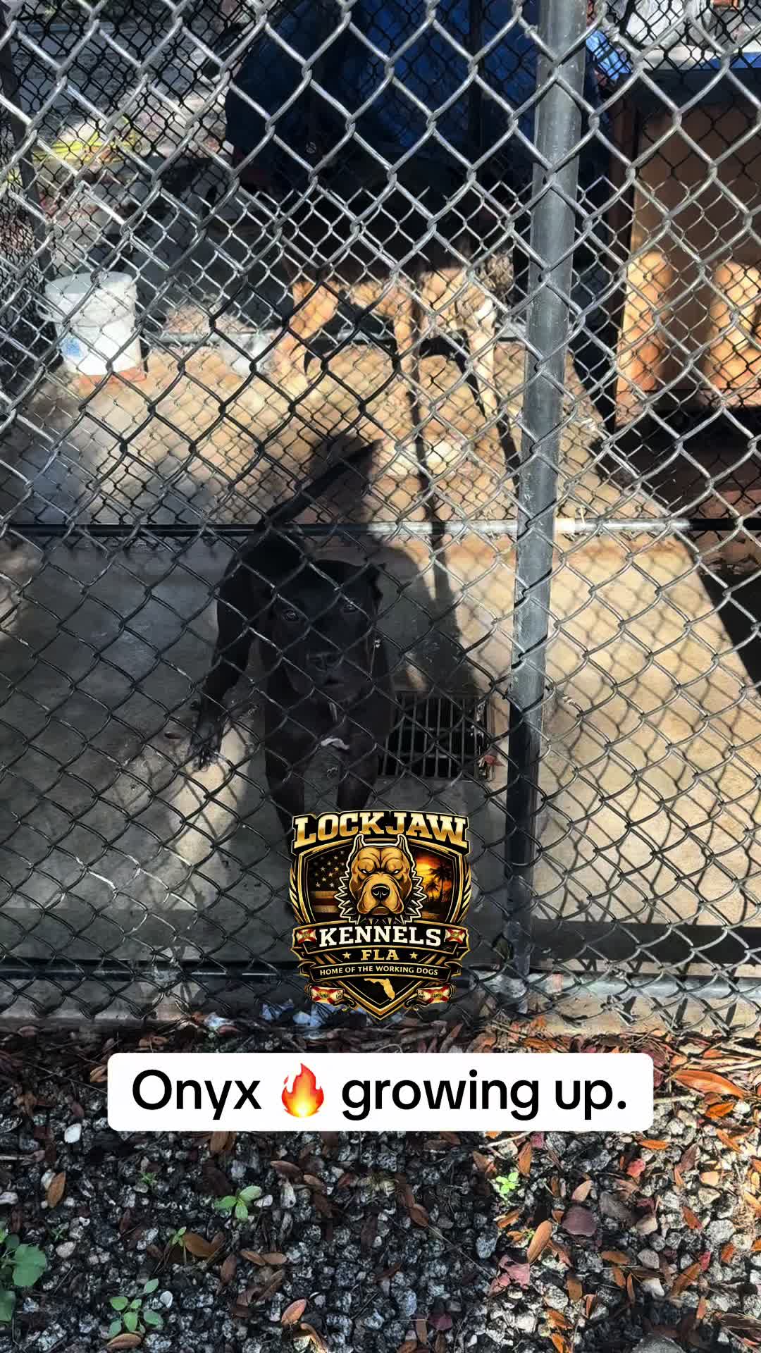 @lockjawkennelfla