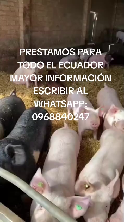 @prestamos cuenca cia ltda