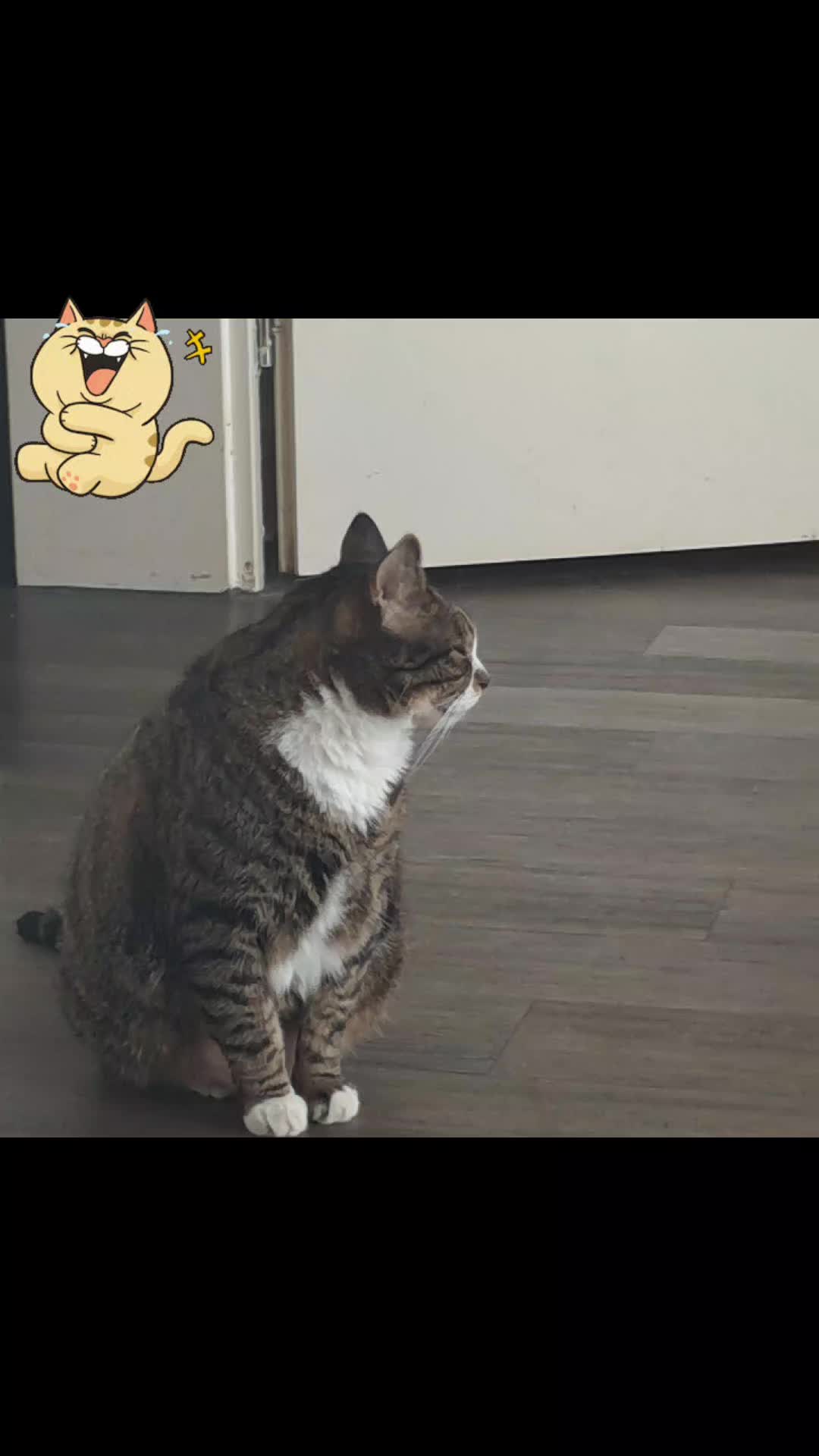 @Badcat _DHC🦁🦁