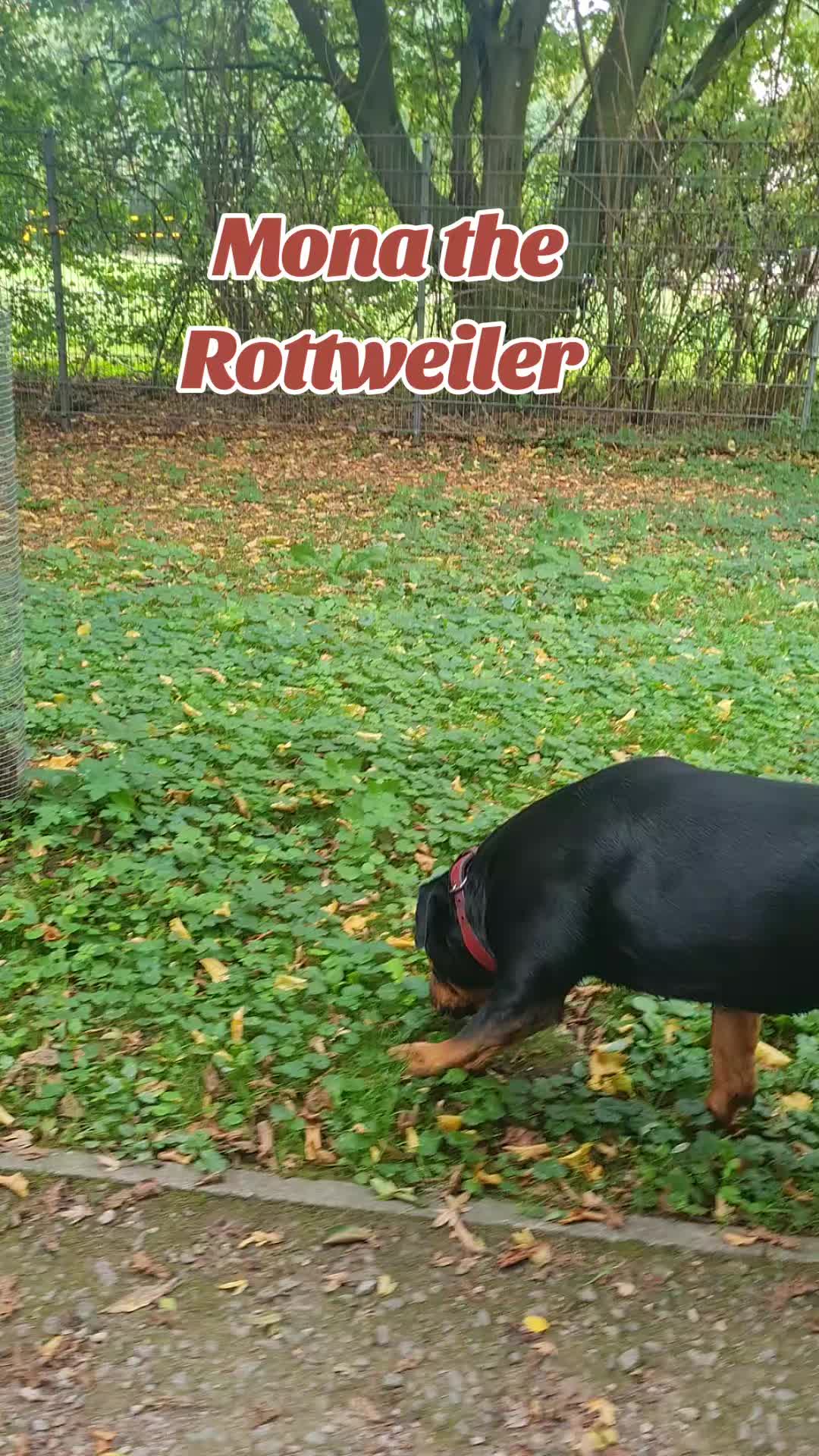 @Mona the Rottweiler