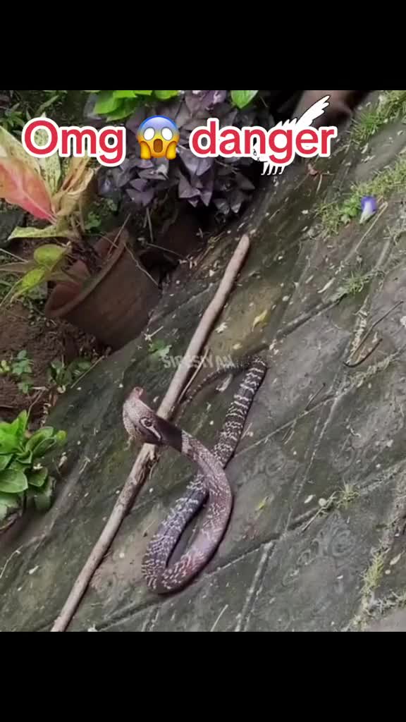 @Surya kumar bohora 🇳🇵❤️🇺🇸