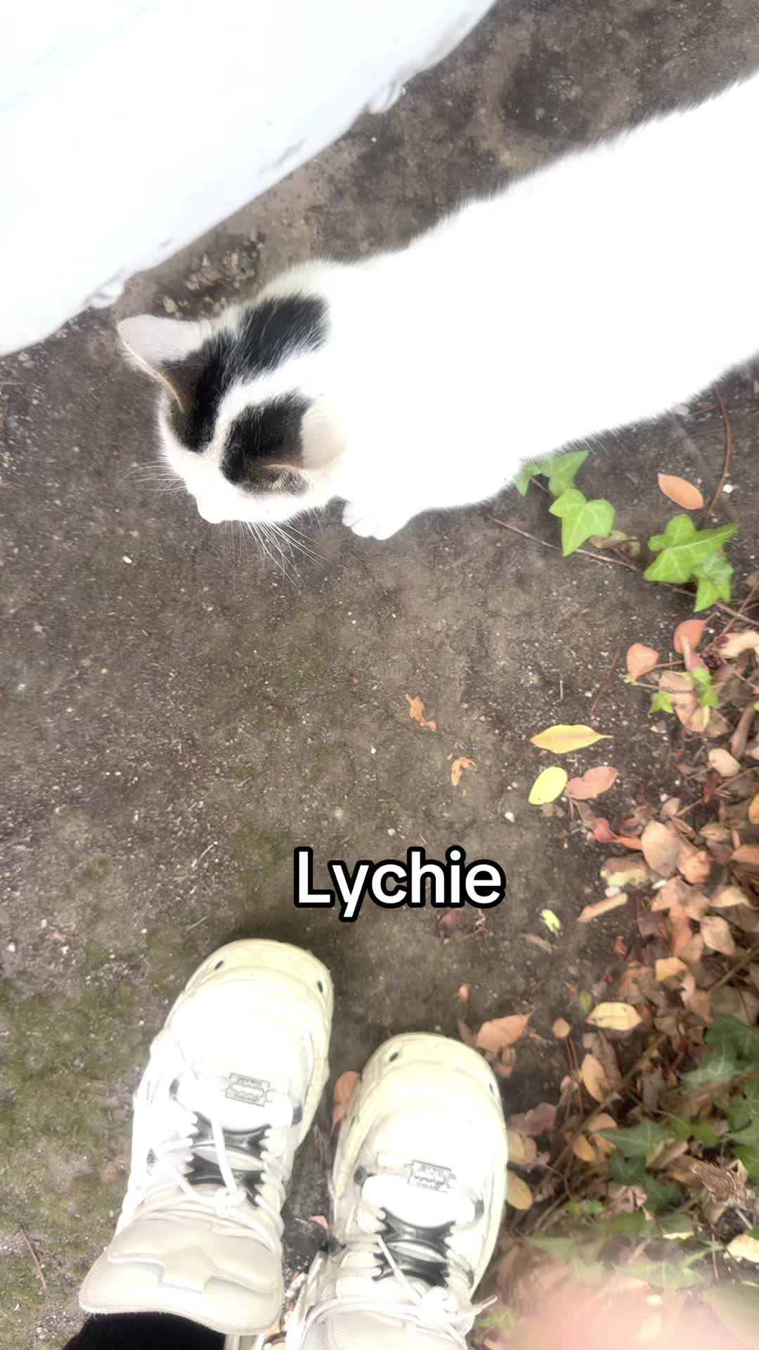 @cherrin