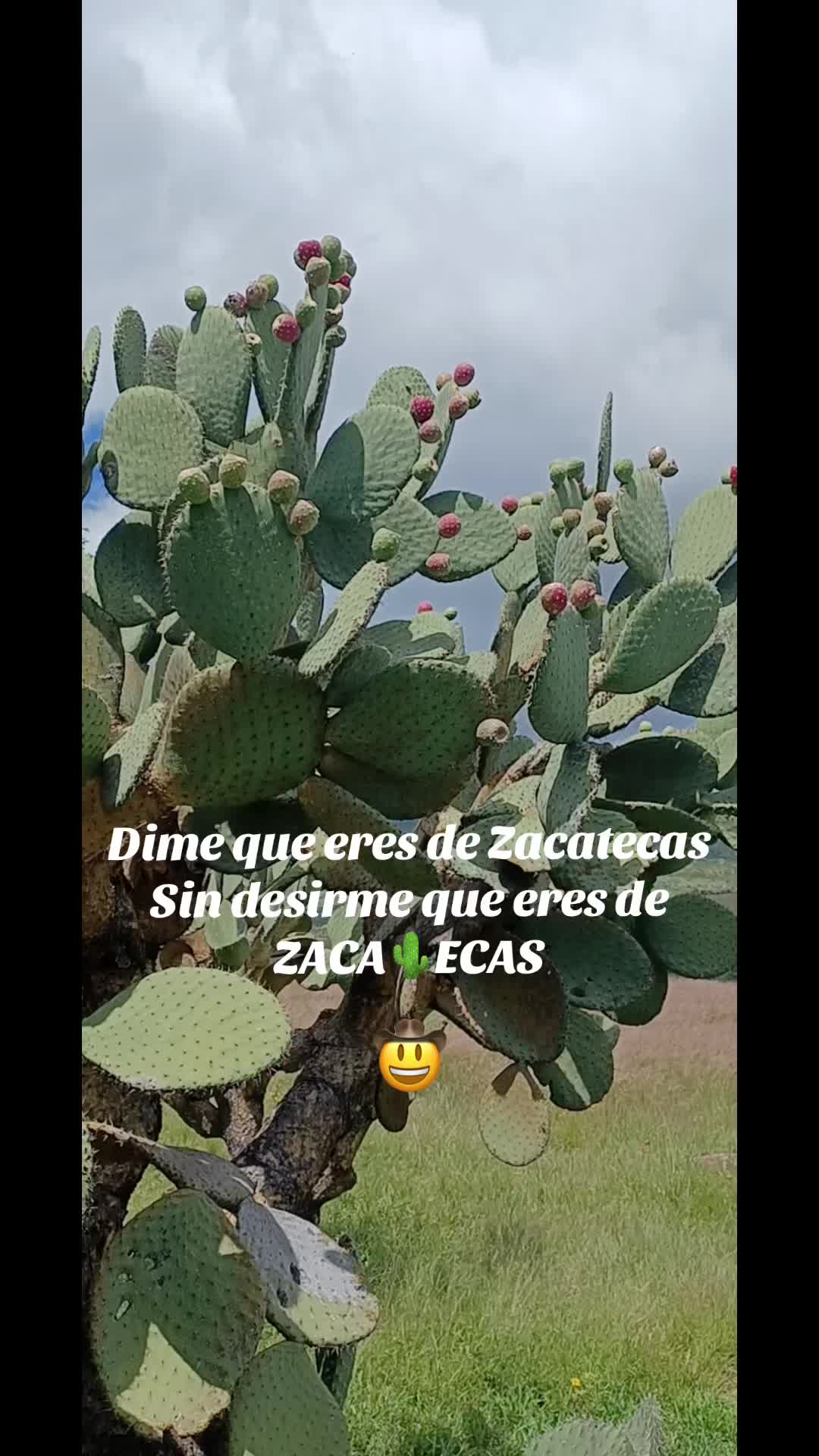@El zurdo🌵🐴