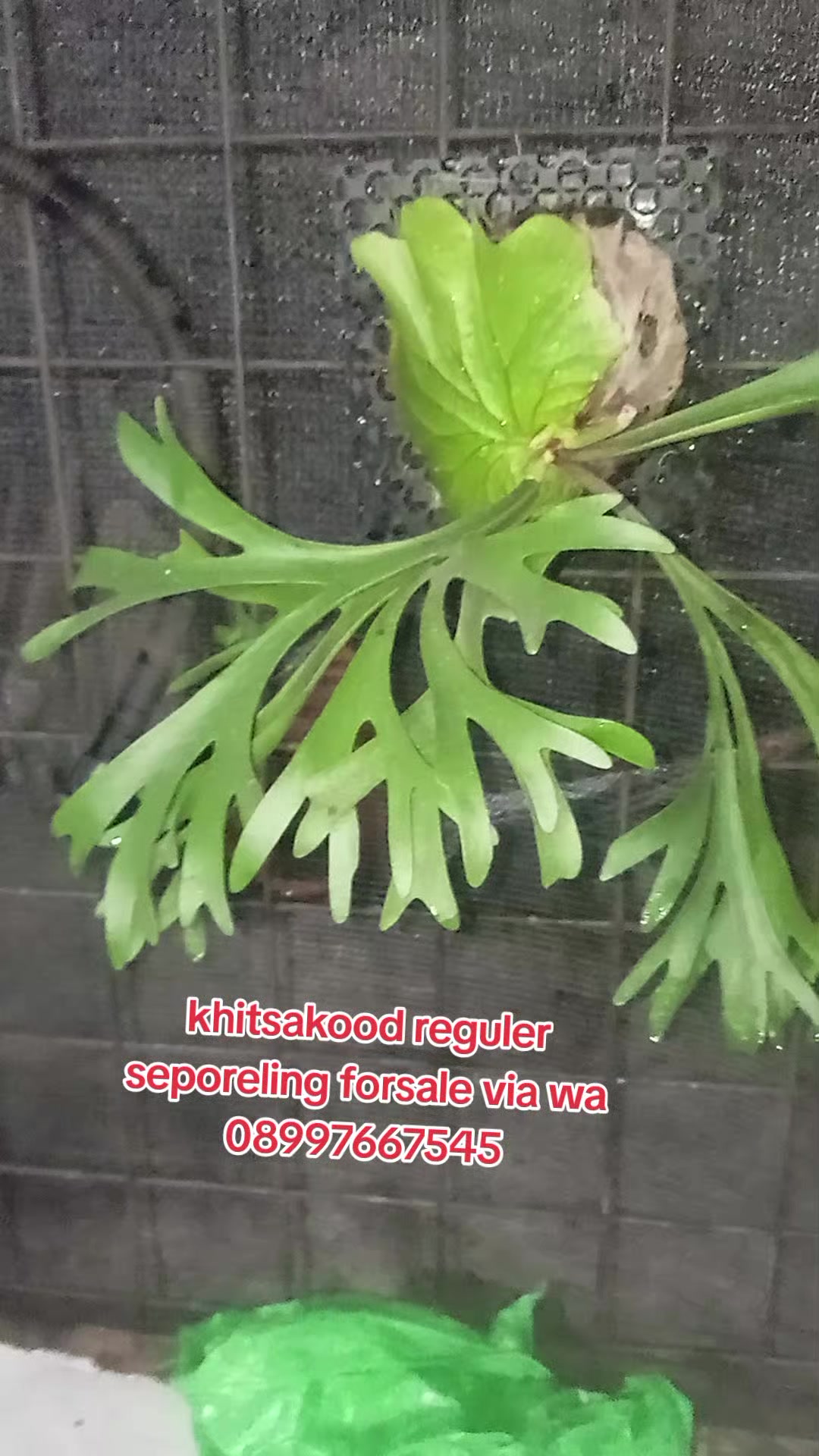 @LATANSA PLATYCERIUM NURSERY