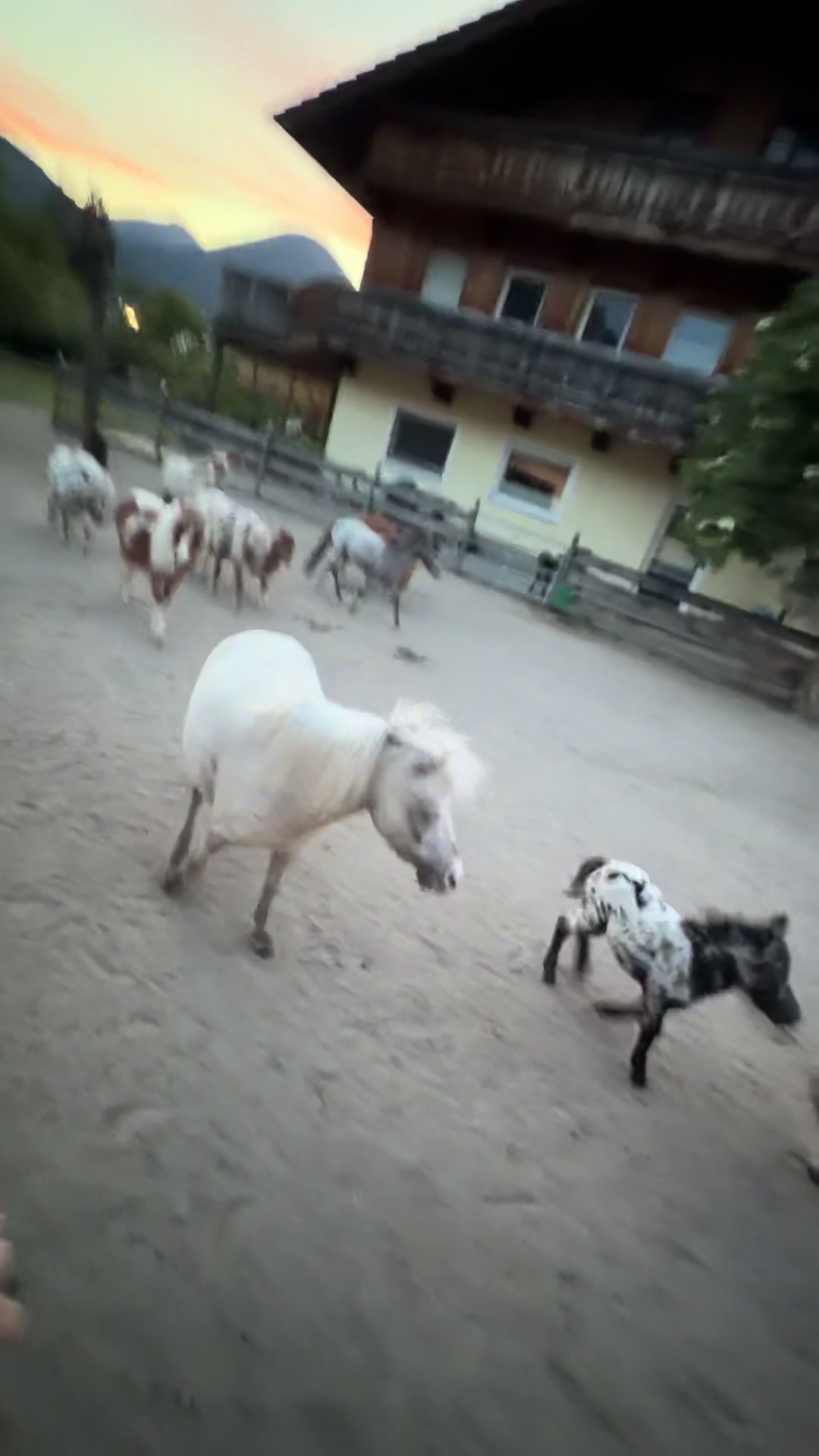 @julia_libertyhorses