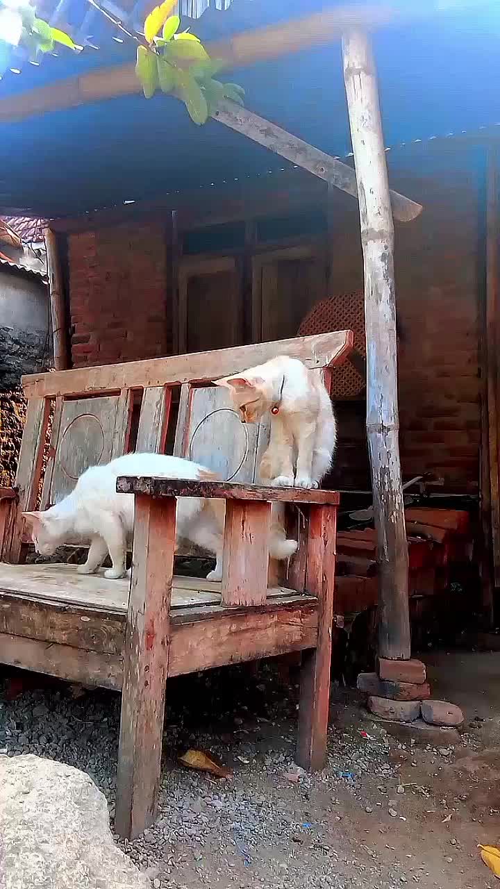 @Biru Cat's Family