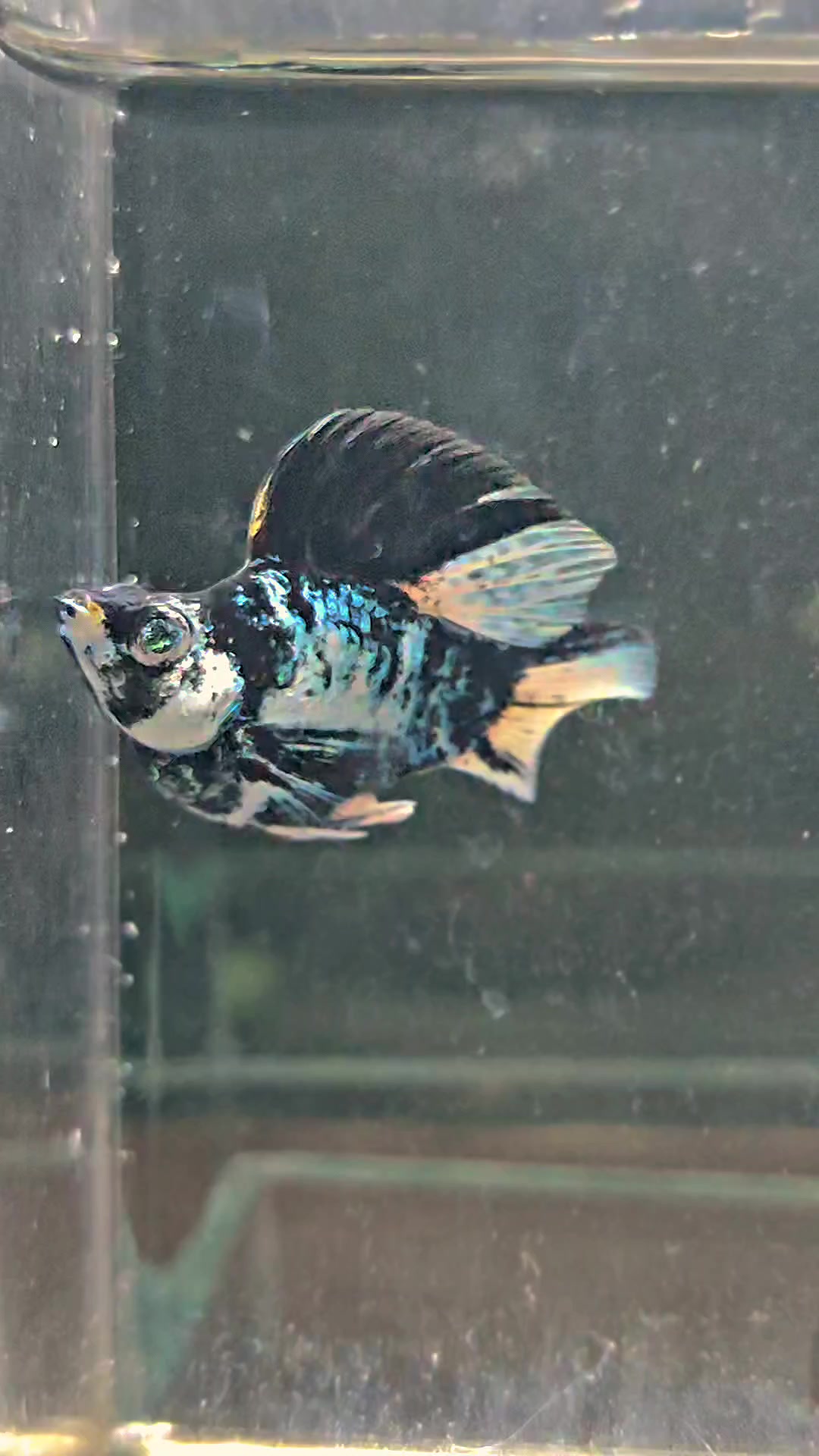 @Ramon Fish Banyuwangi