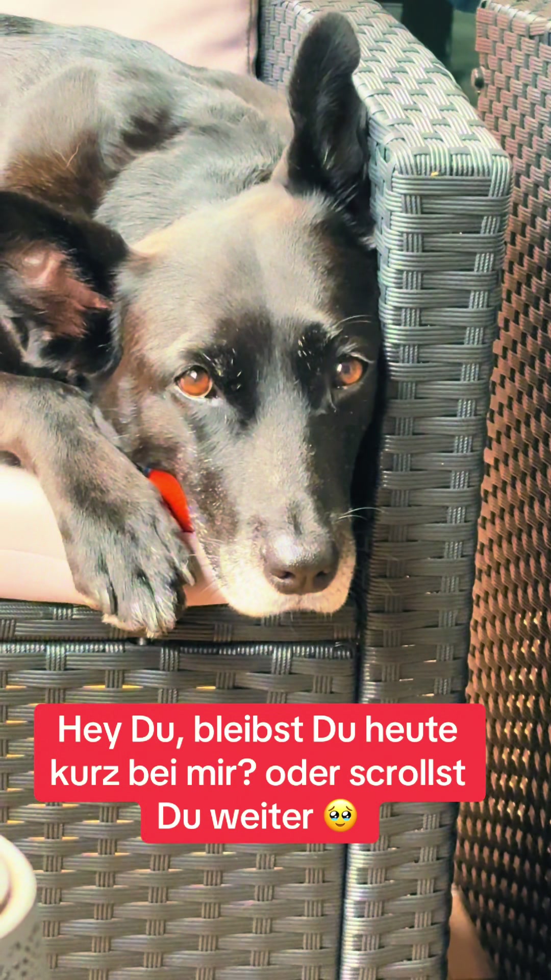 @BLACKY 🐶🐾