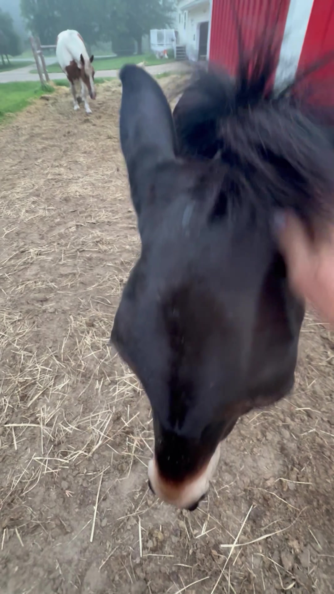 @Safe Place Pastures, Inc.