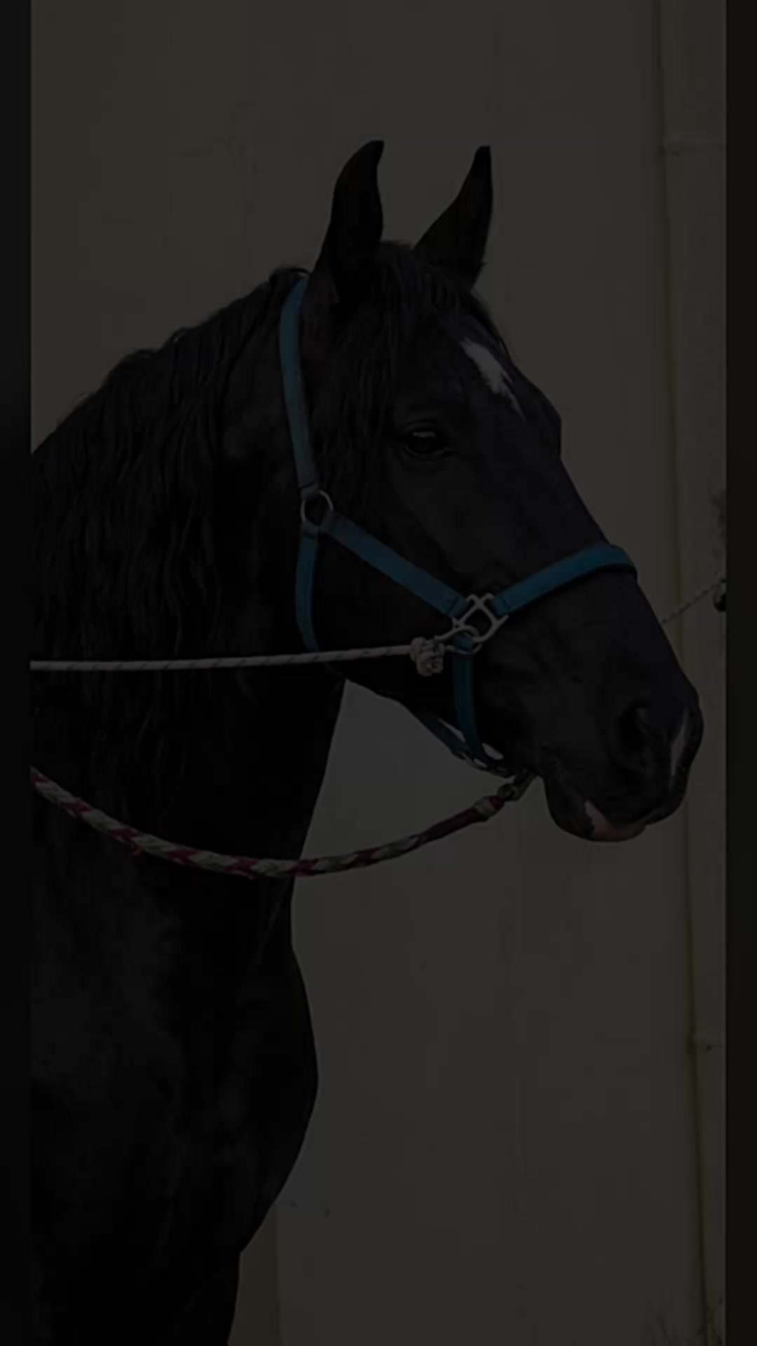 @GypsyHorse