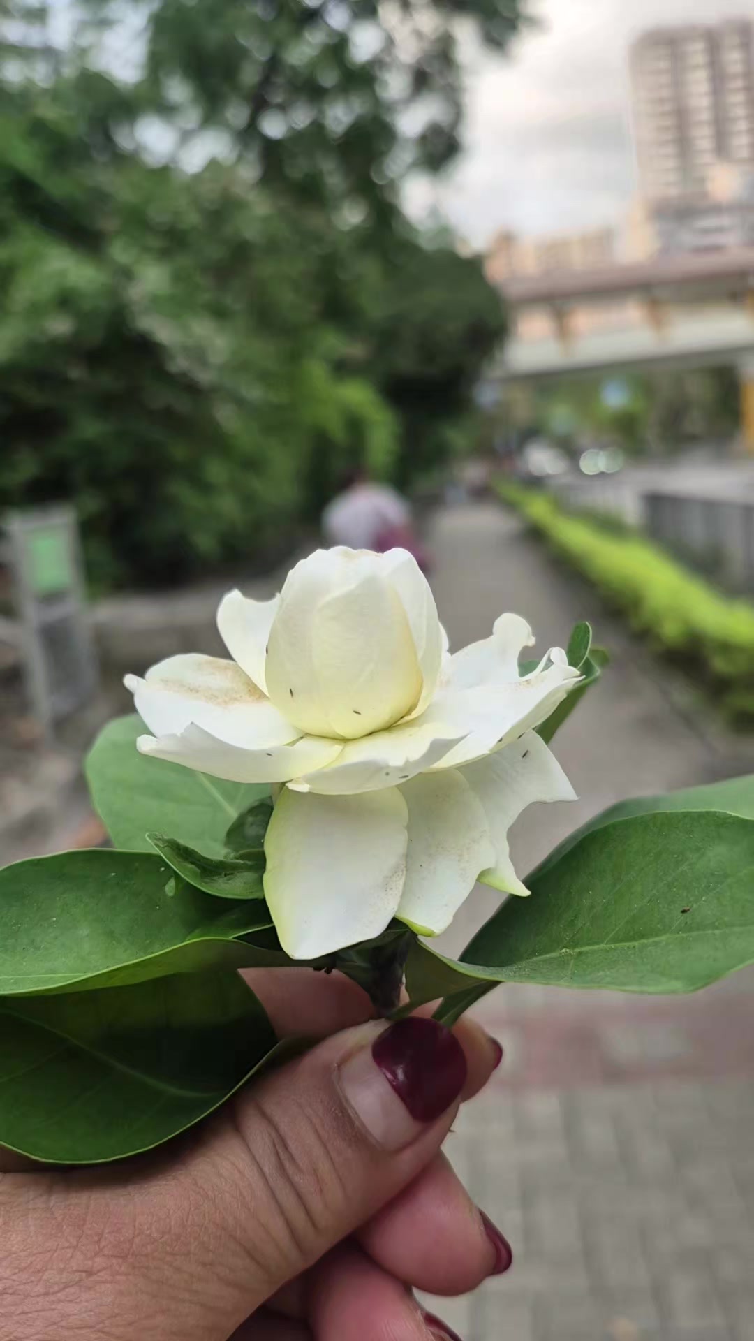 @engkila