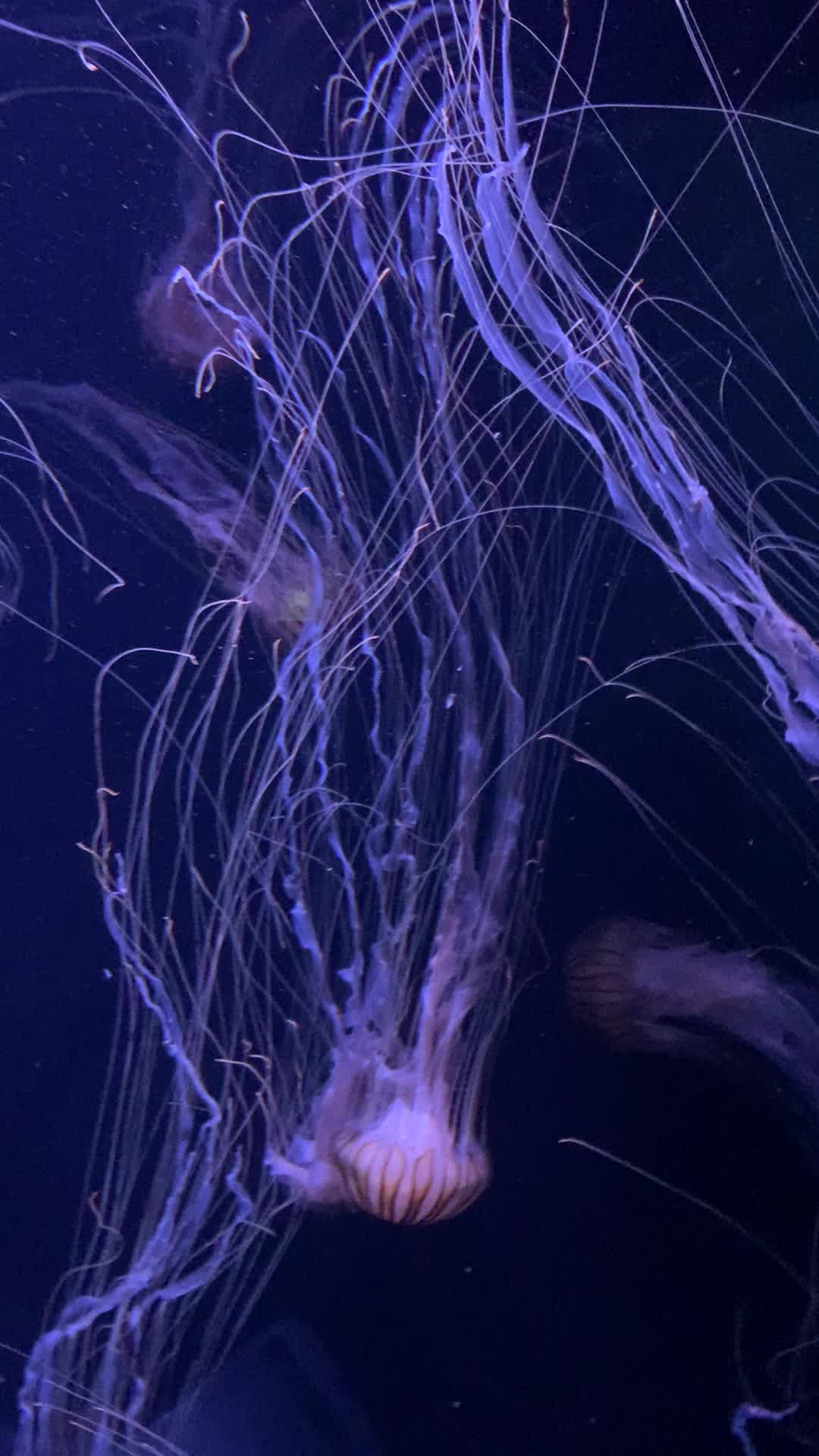 @Ягодка