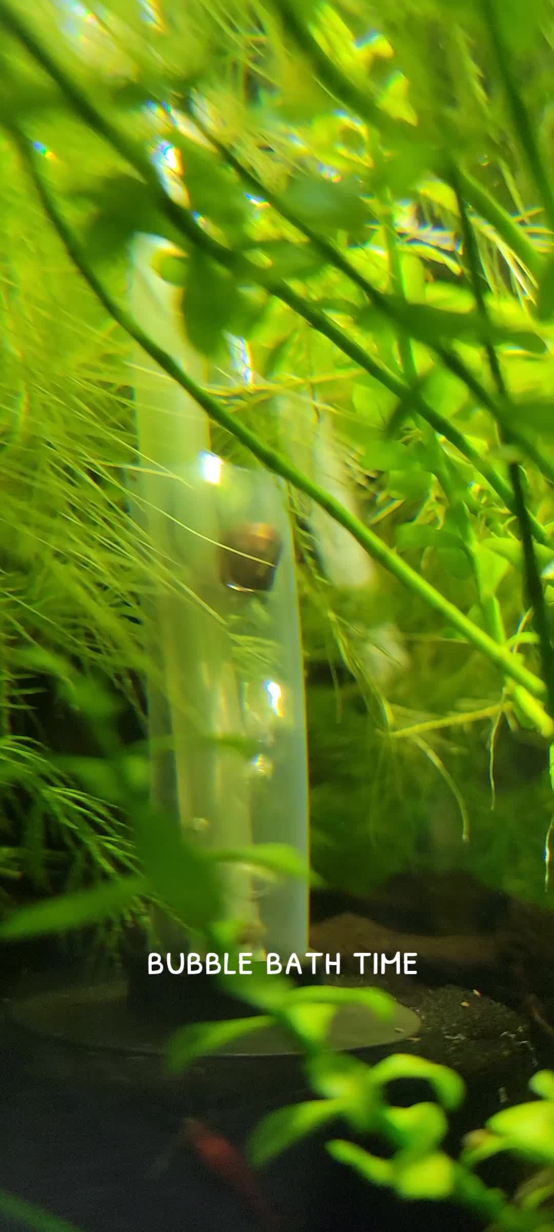 @Fishie Fishy Fish (nano, nano)