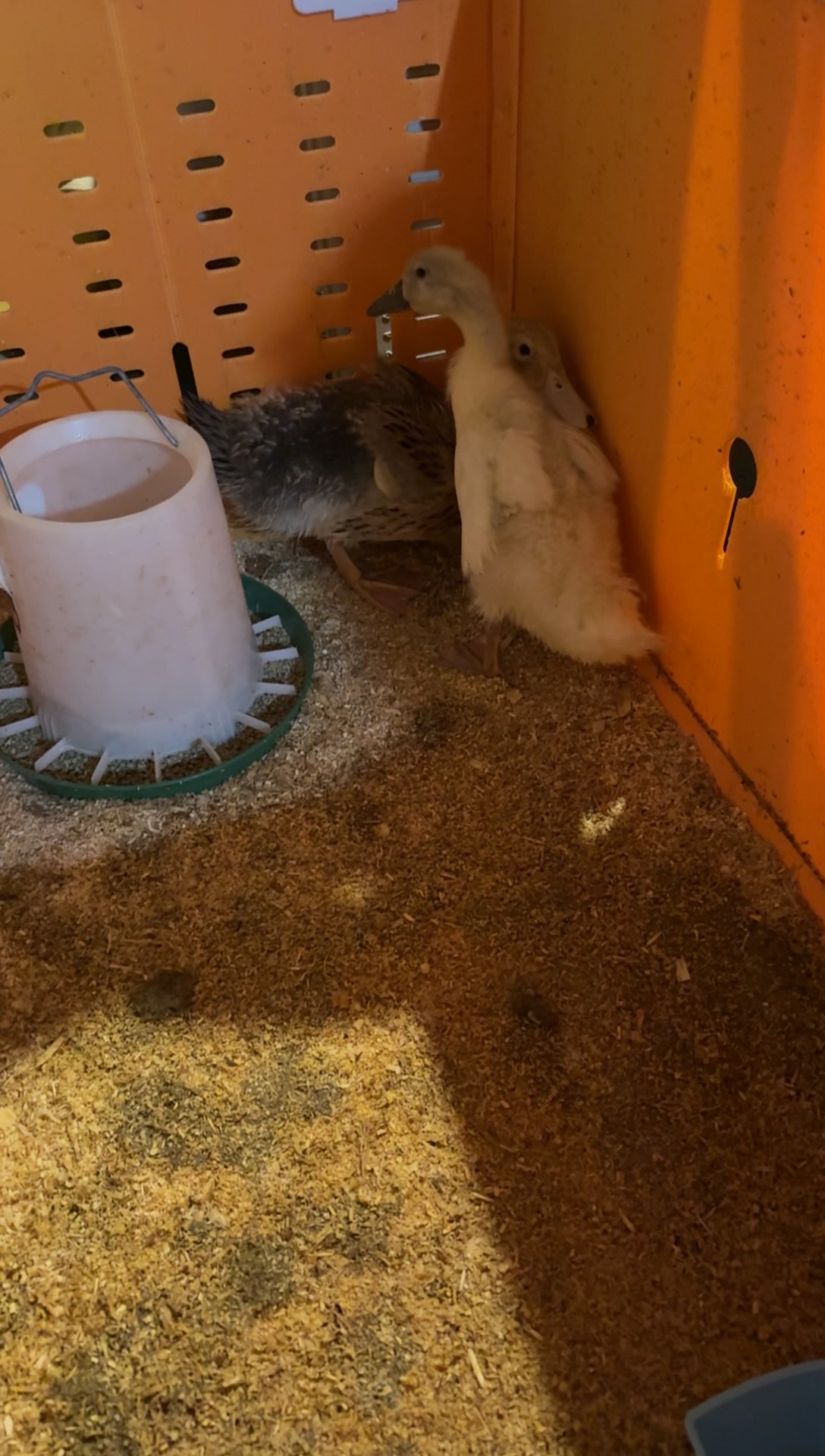 @Britt🦆
