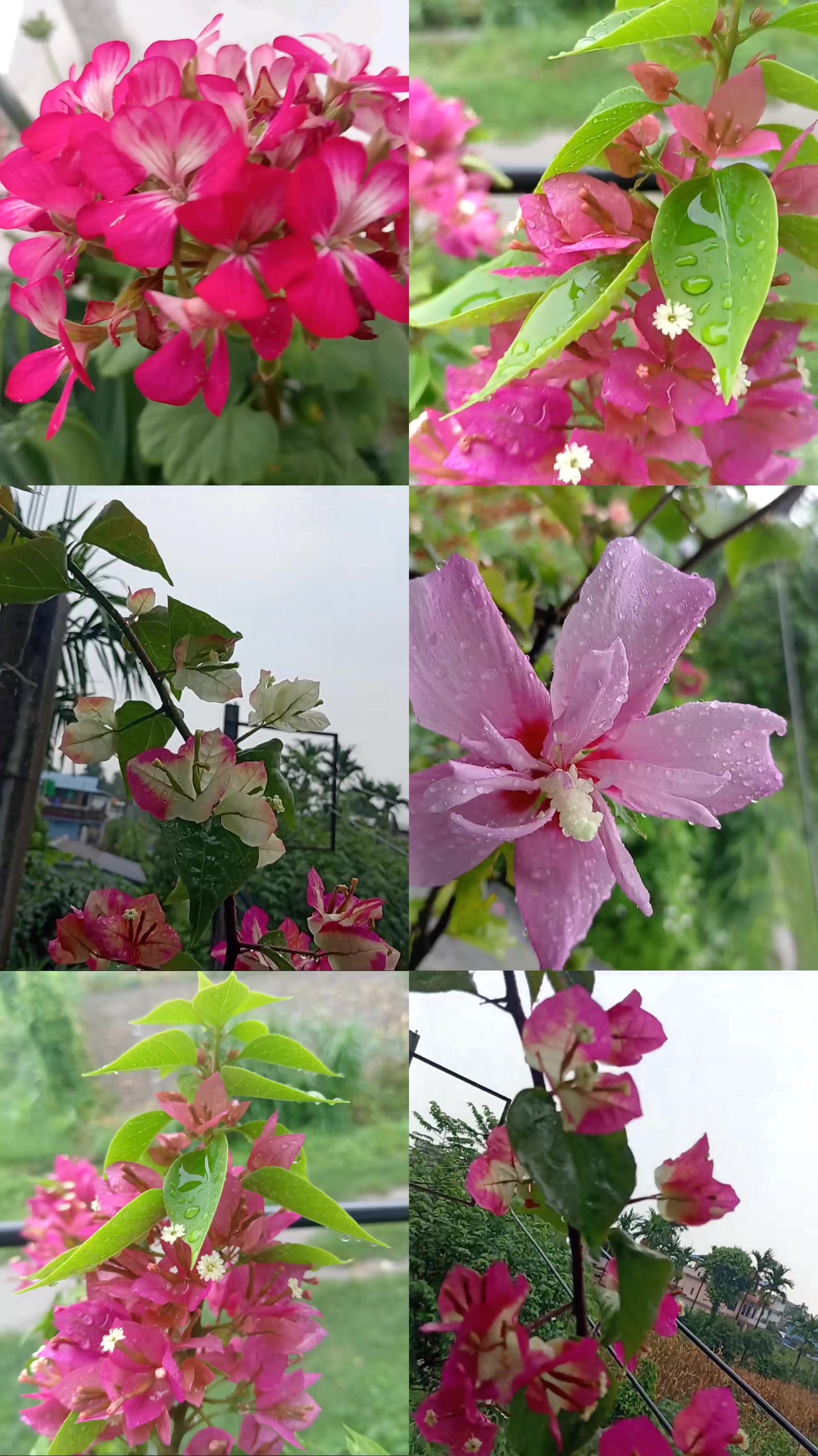 @Aruna bhujel