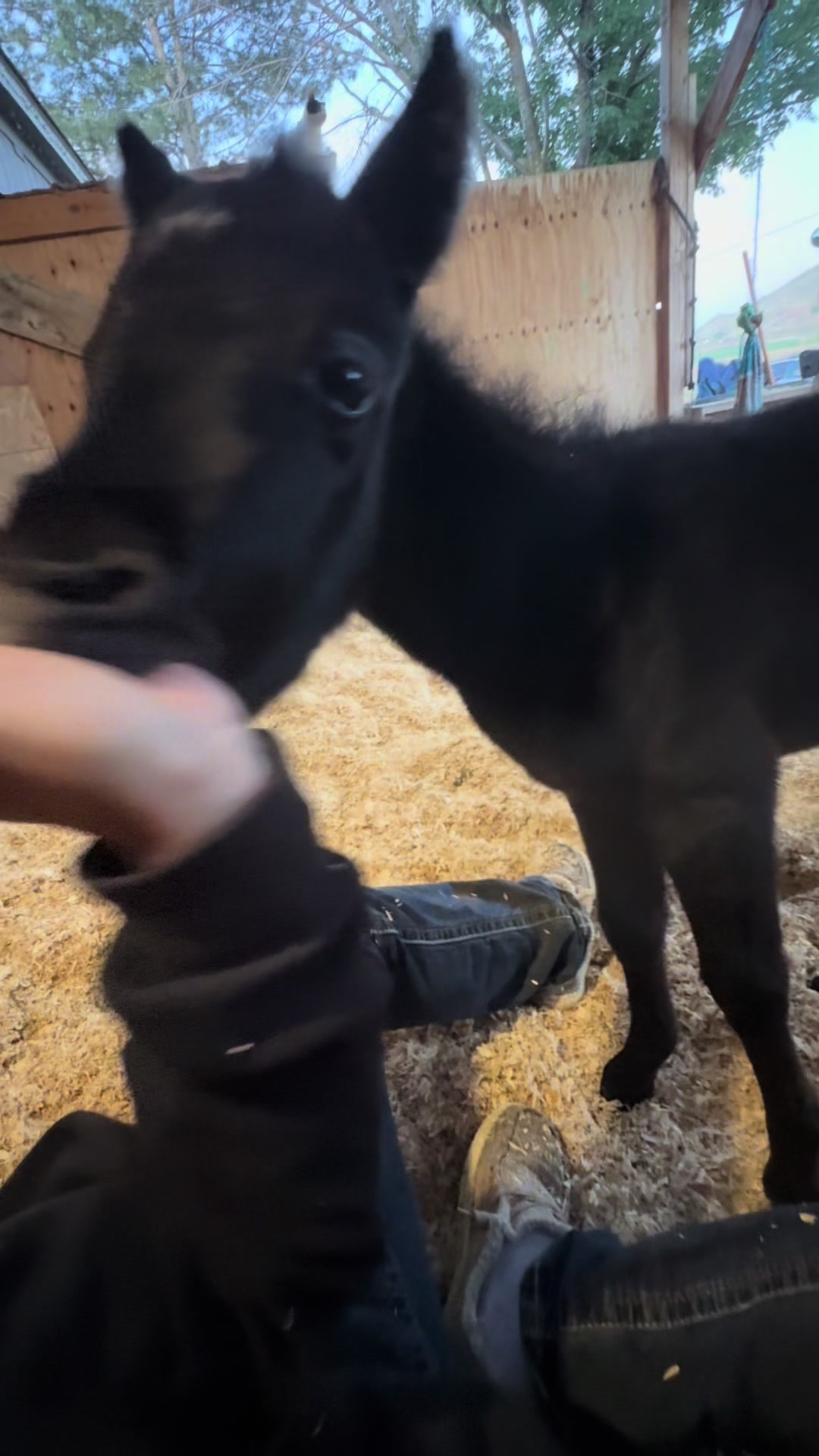 @Hot Sauce the Mini horse 🐎