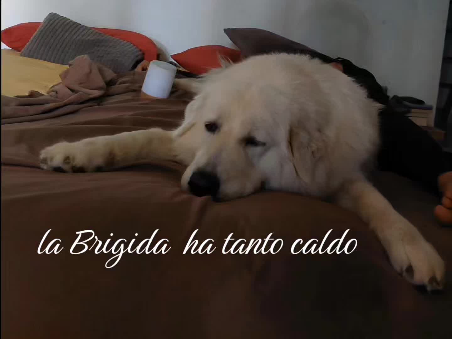 @Simona Ginestri