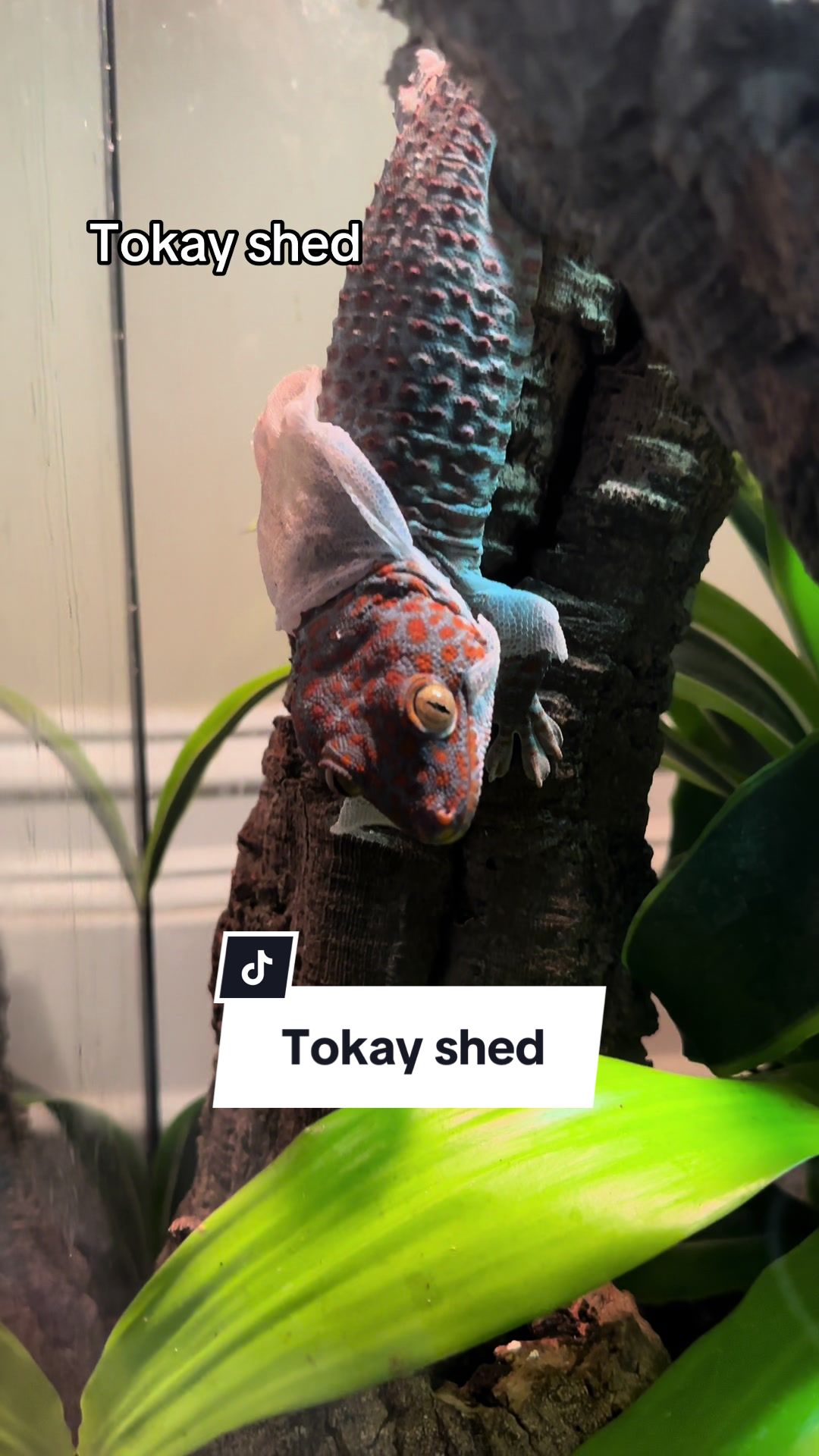 @ten🐍