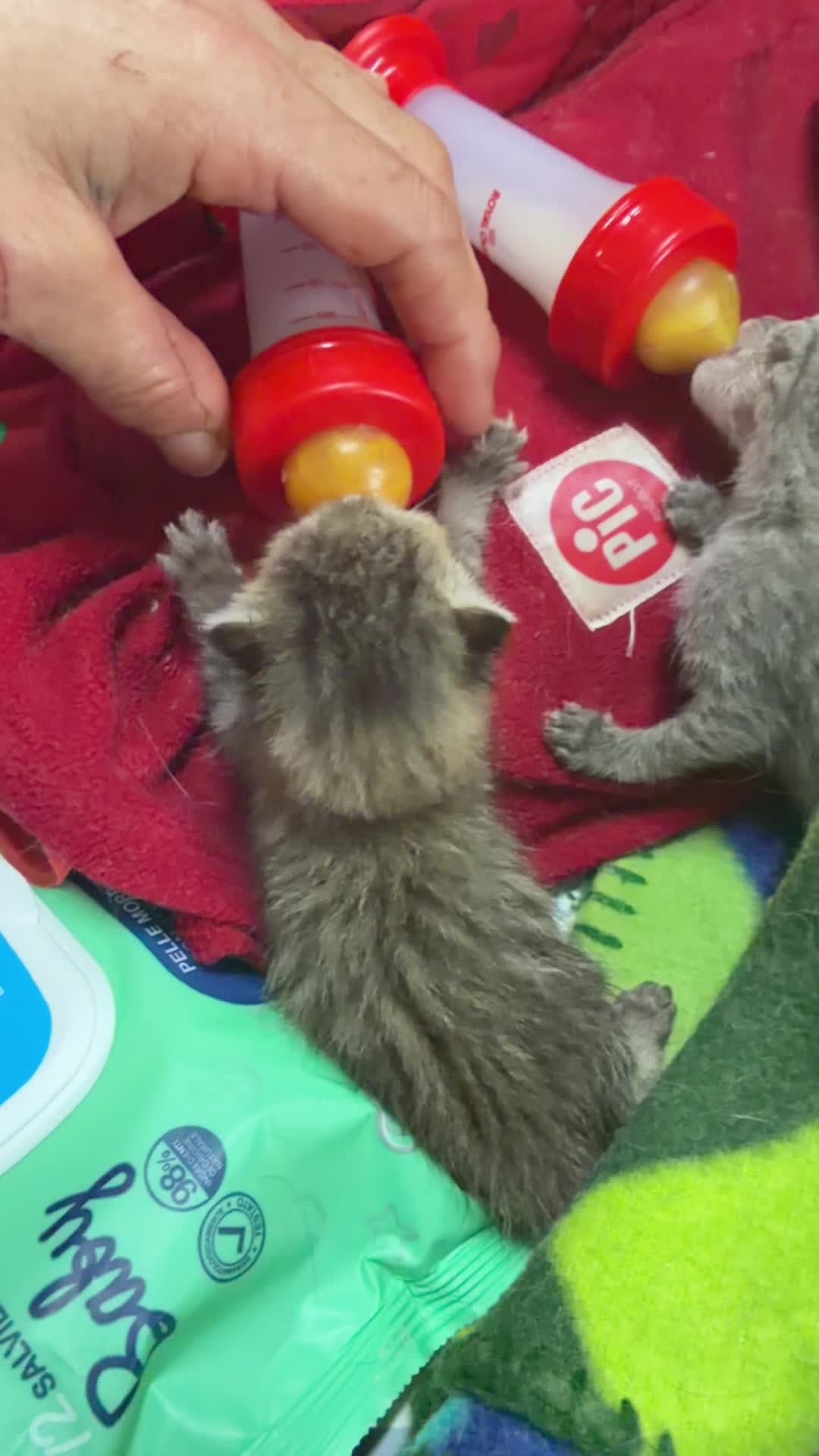 @IL GATTO NERO ODV