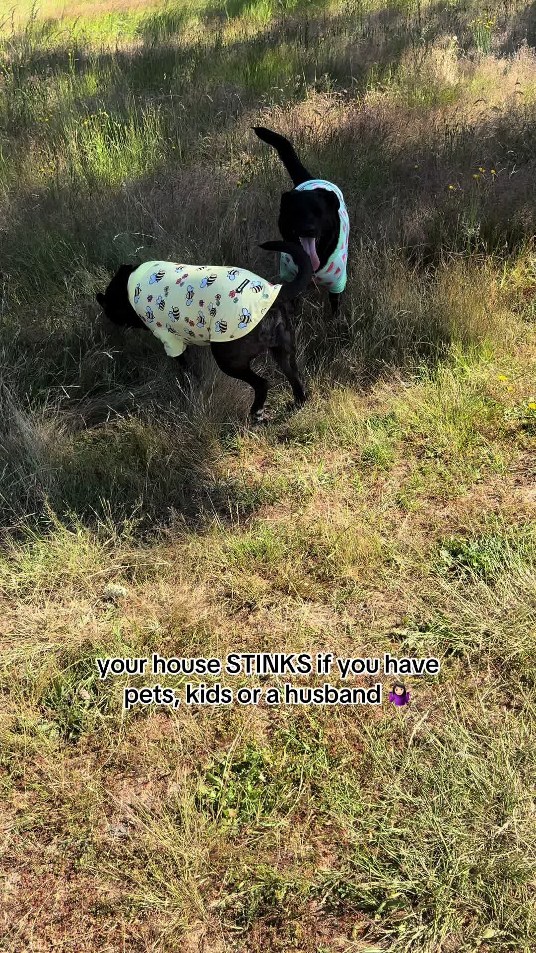 @kai•thedogmother🐾