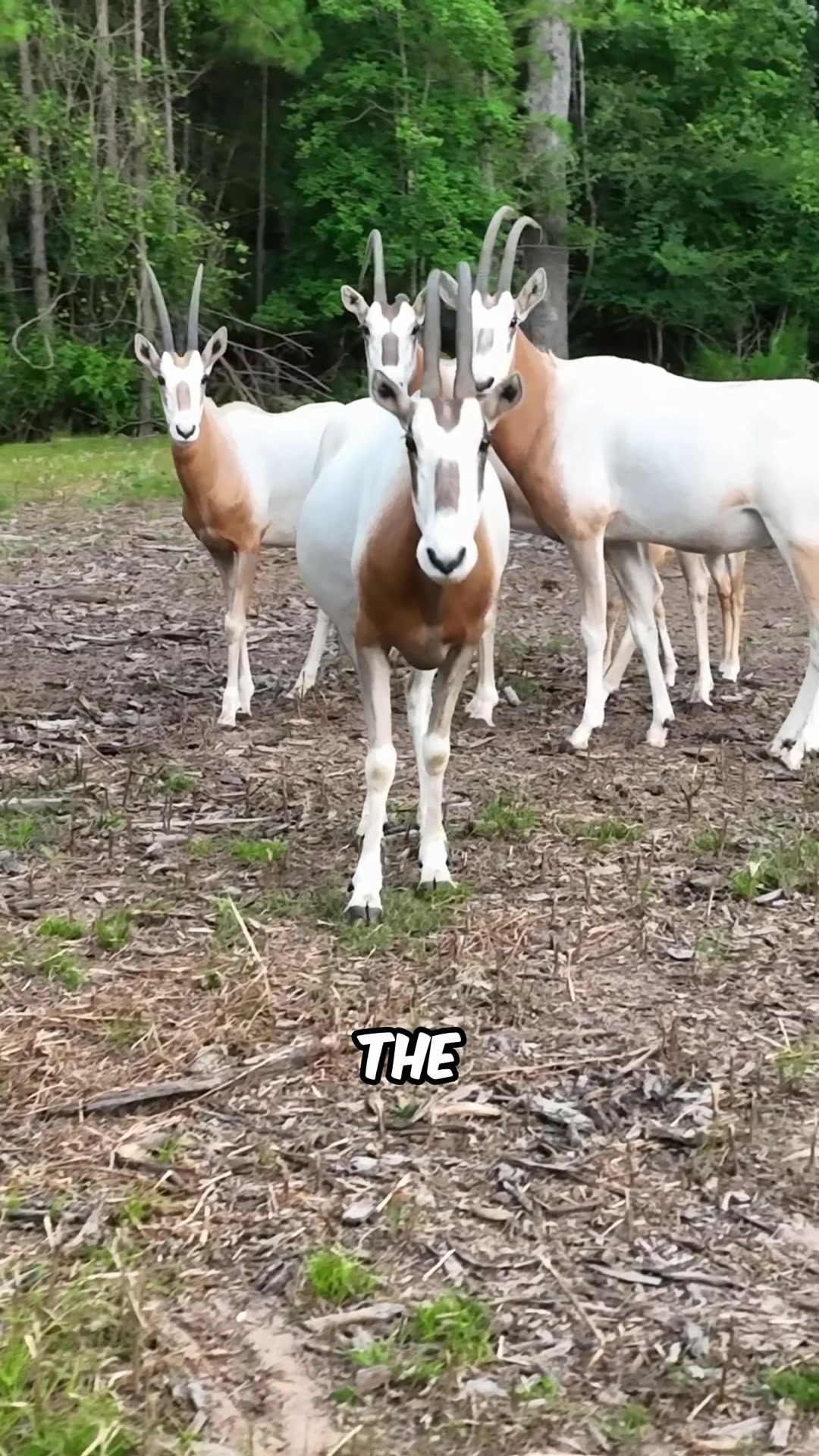 @Texaslandspecialist
